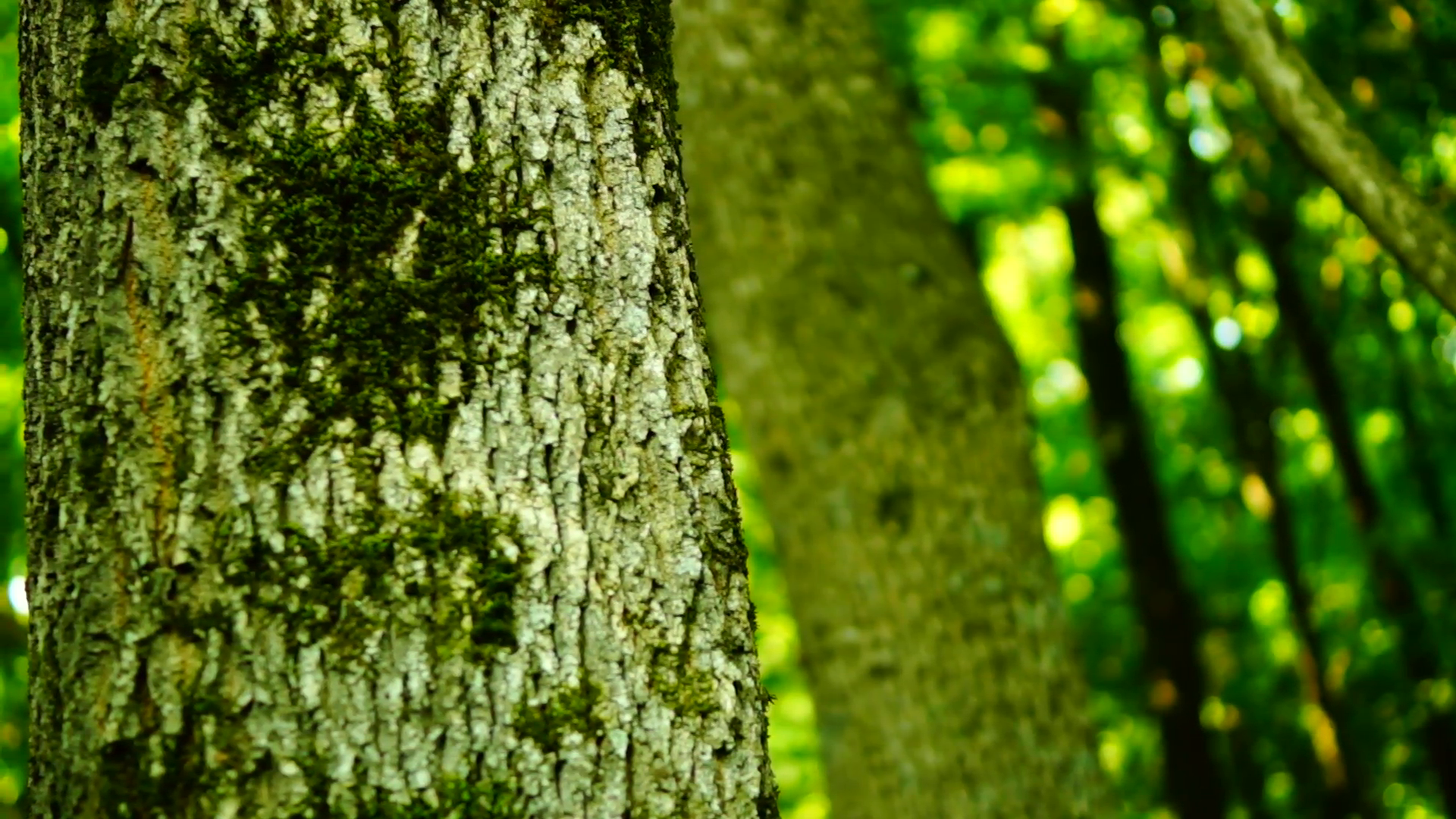 Woods forest, tree bark background, wilderness, august, pan Stock ...