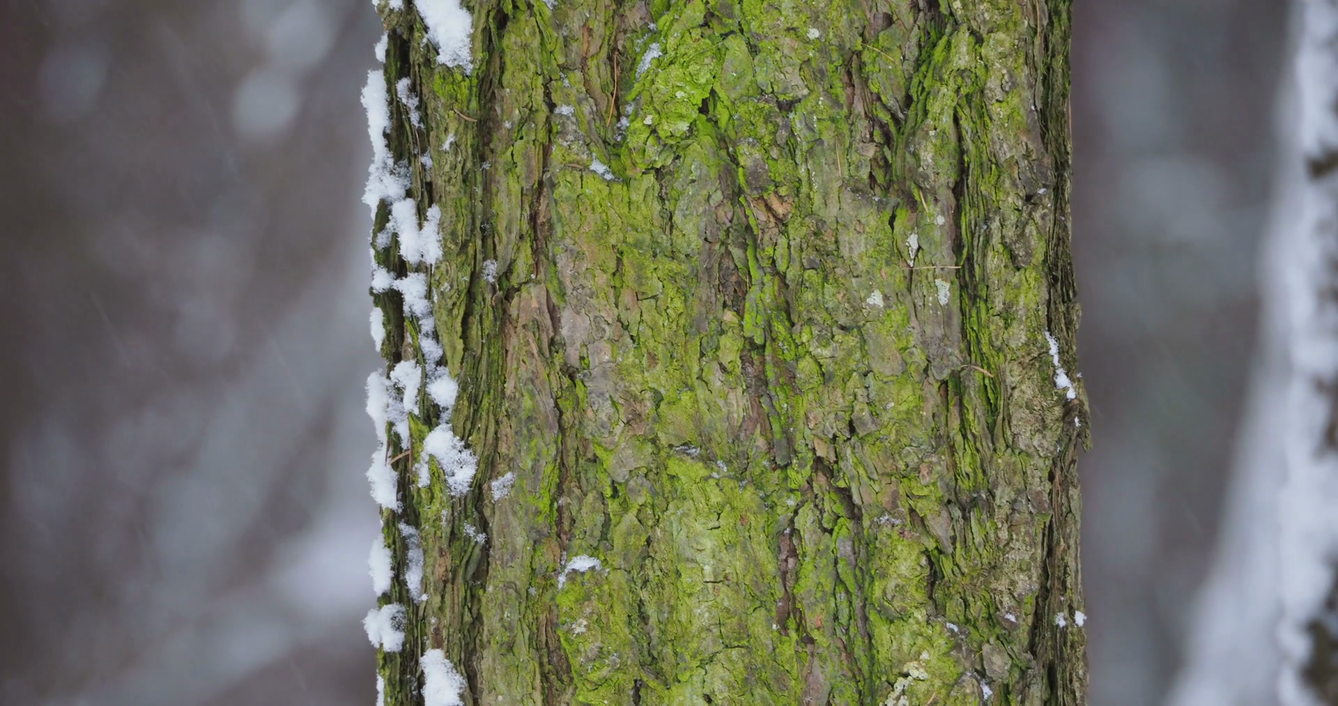 Heavy snowfall in forest. Focus on tree bark with green moss. Winter ...