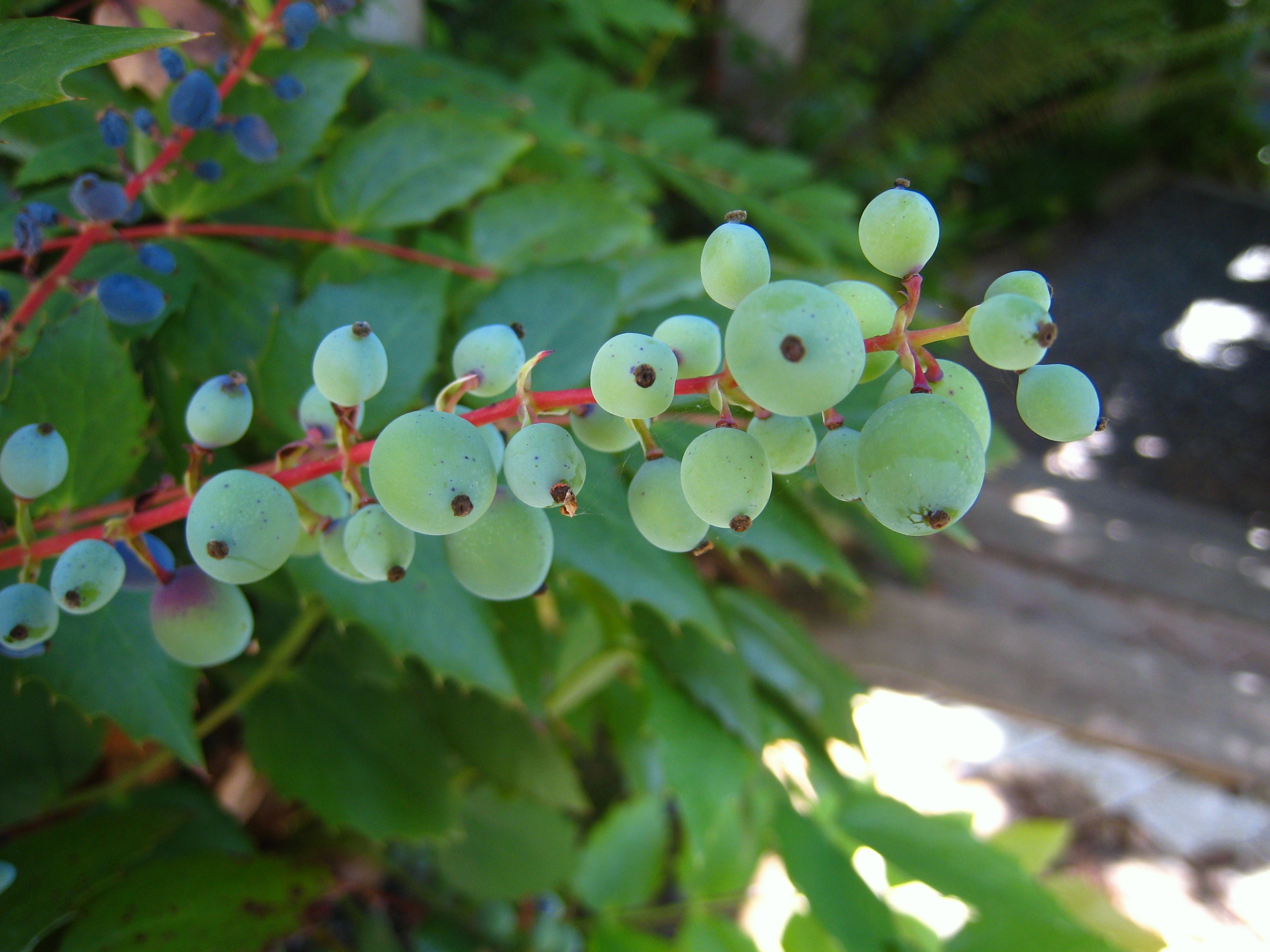 File:Green blue berries Orcas.JPG - Wikimedia Commons
