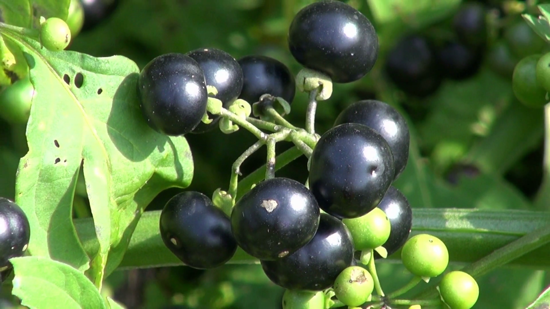 Ripe black and unripe green nightshade Solanum nigrum berries on ...