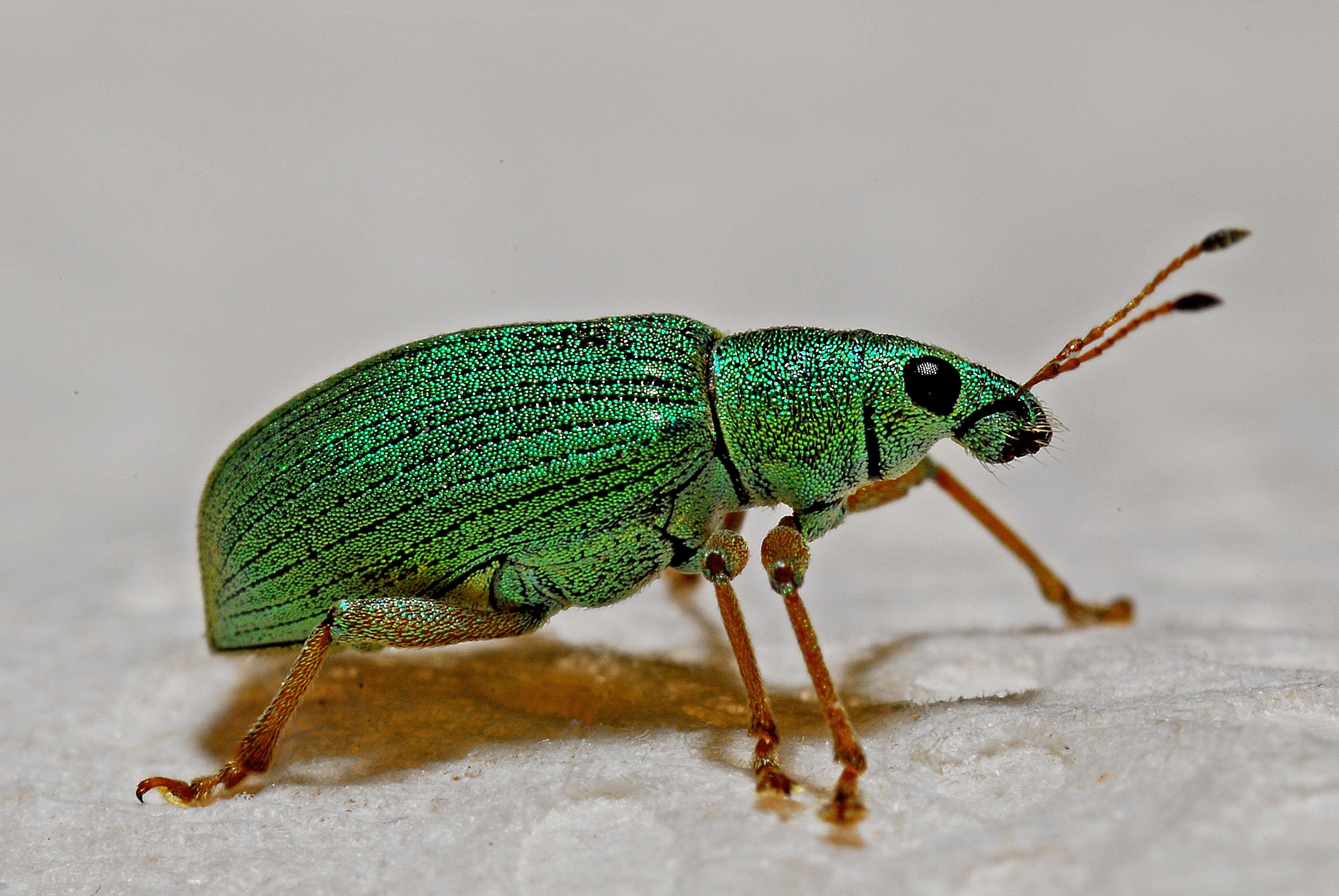 Green black and brown insect photo