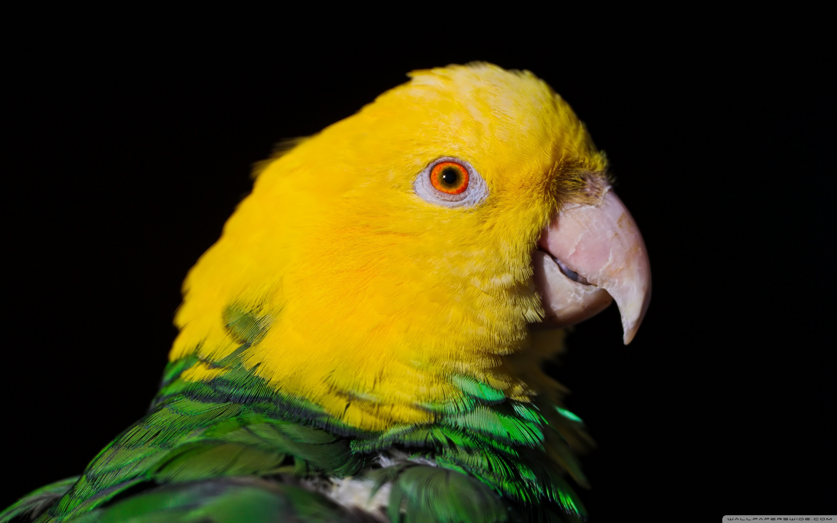 Green And Yellow Parrot ❤ 4K HD Desktop Wallpaper for 4K Ultra HD ...