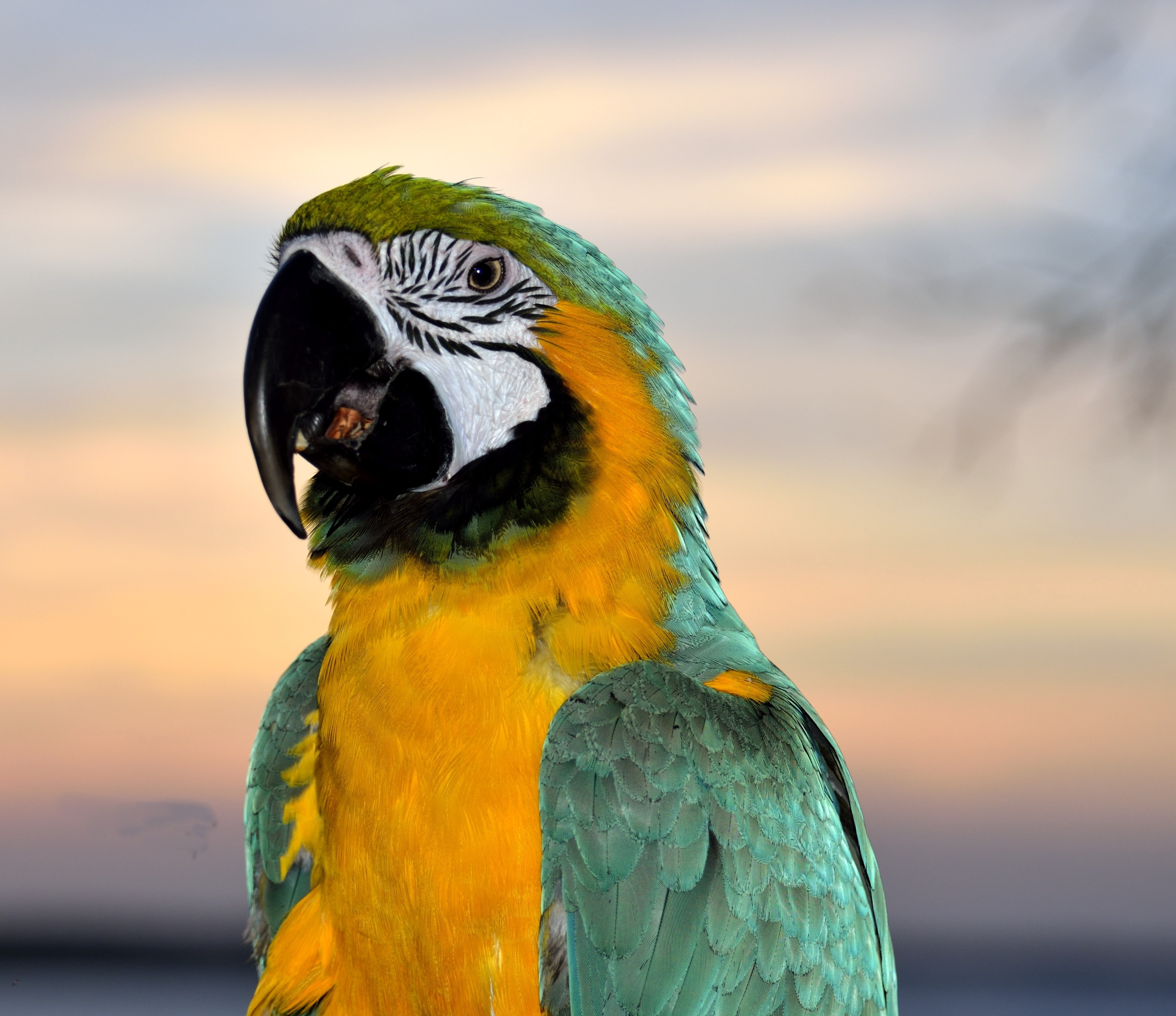 Green Black White Yellow and Teal Parrot · Free Stock Photo