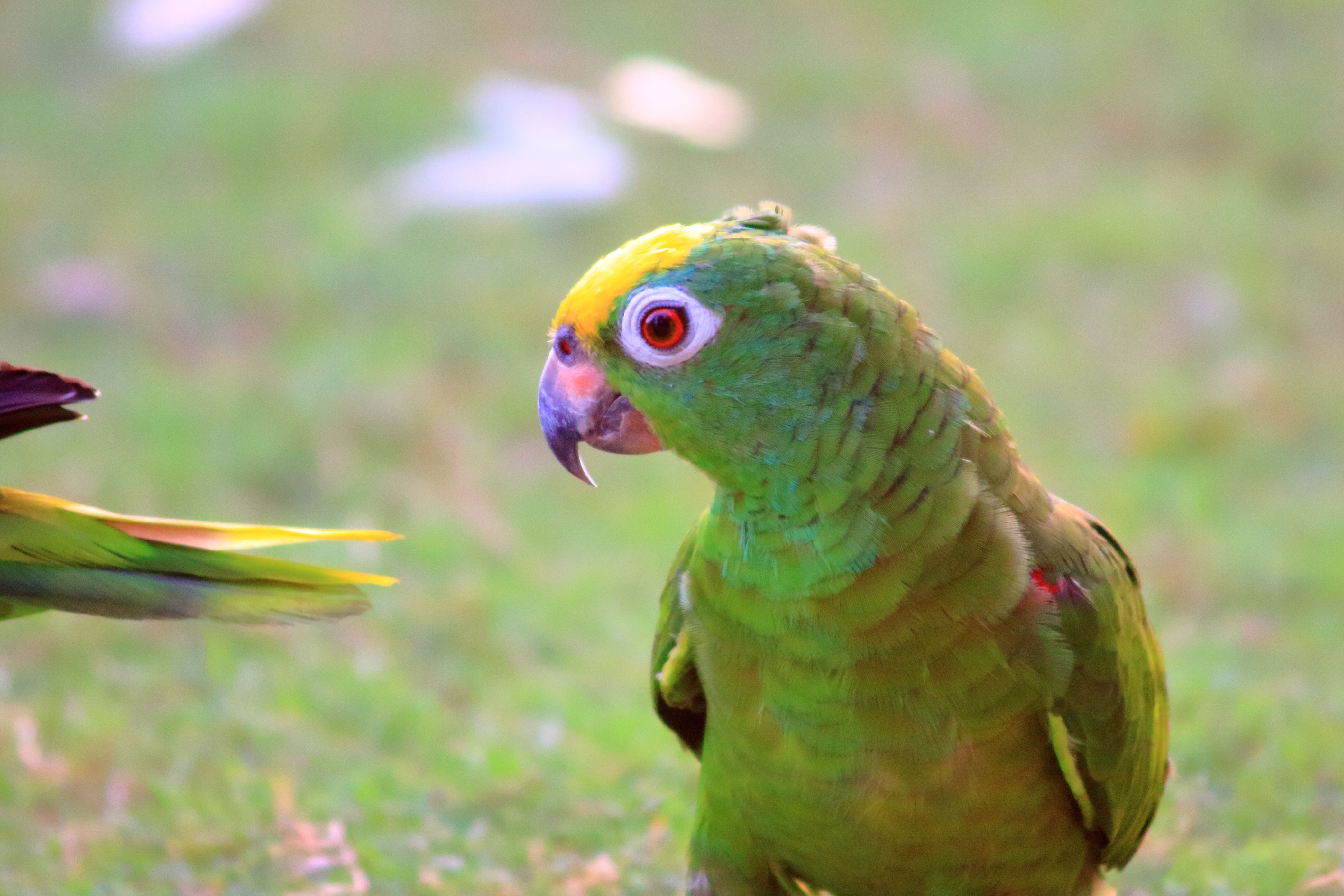 How to Identify Common Green Parrots