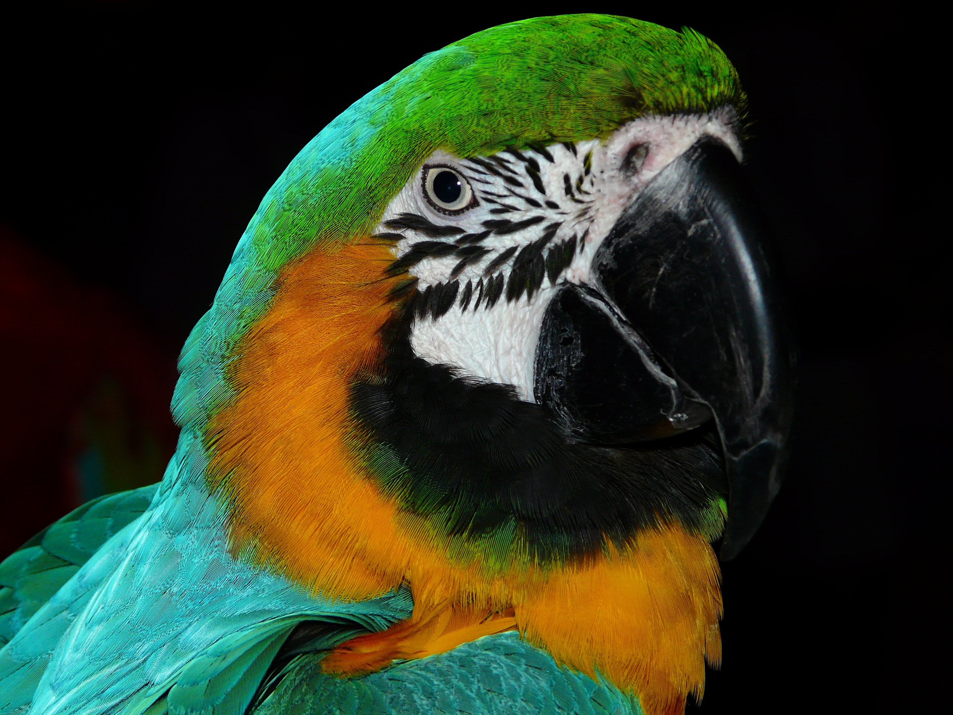 Green Black White Yellow and Teal Parrot, Animal, Animal photography, Bird, Close-up, HQ Photo