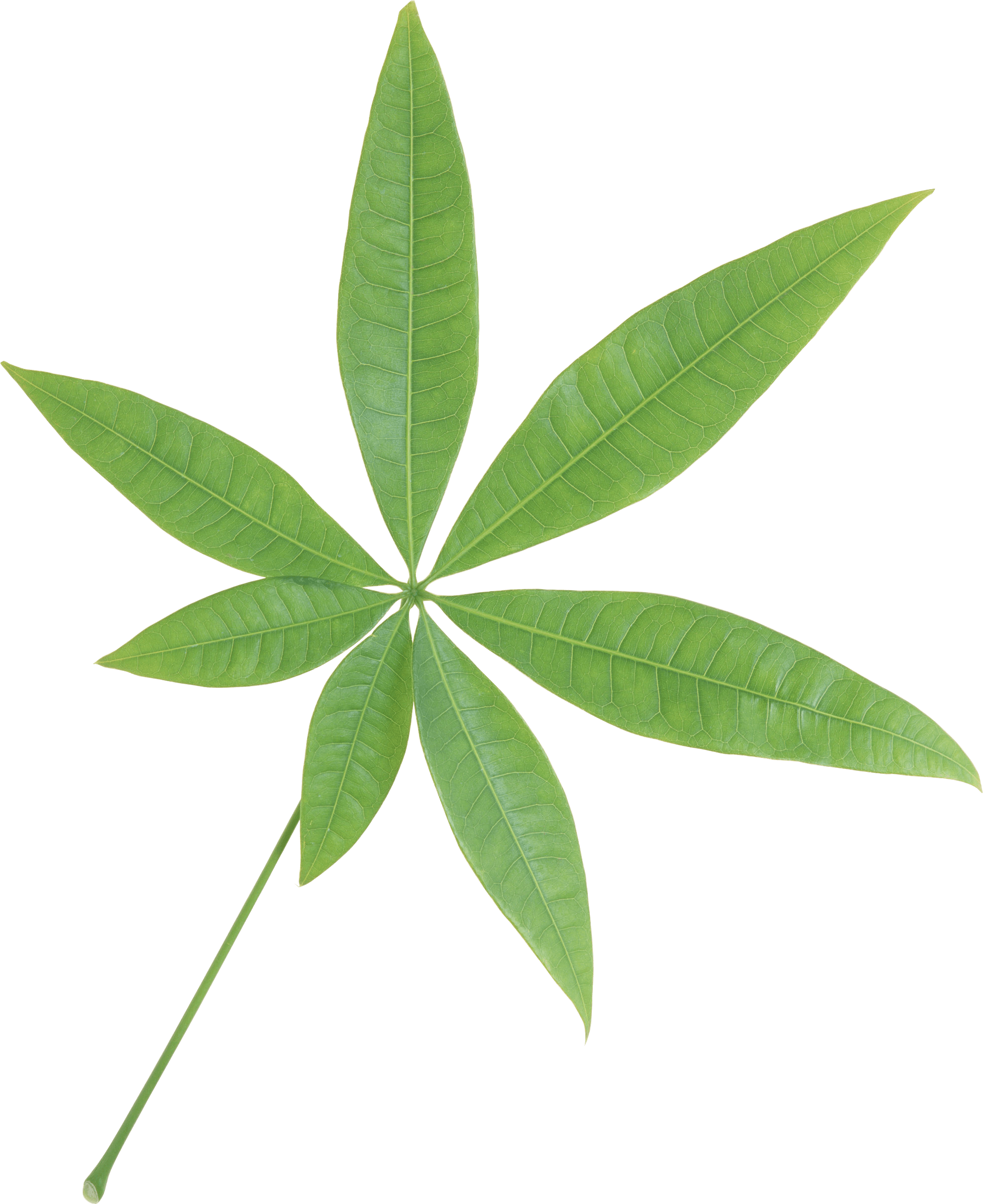 Branch Green Leaf transparent PNG - StickPNG