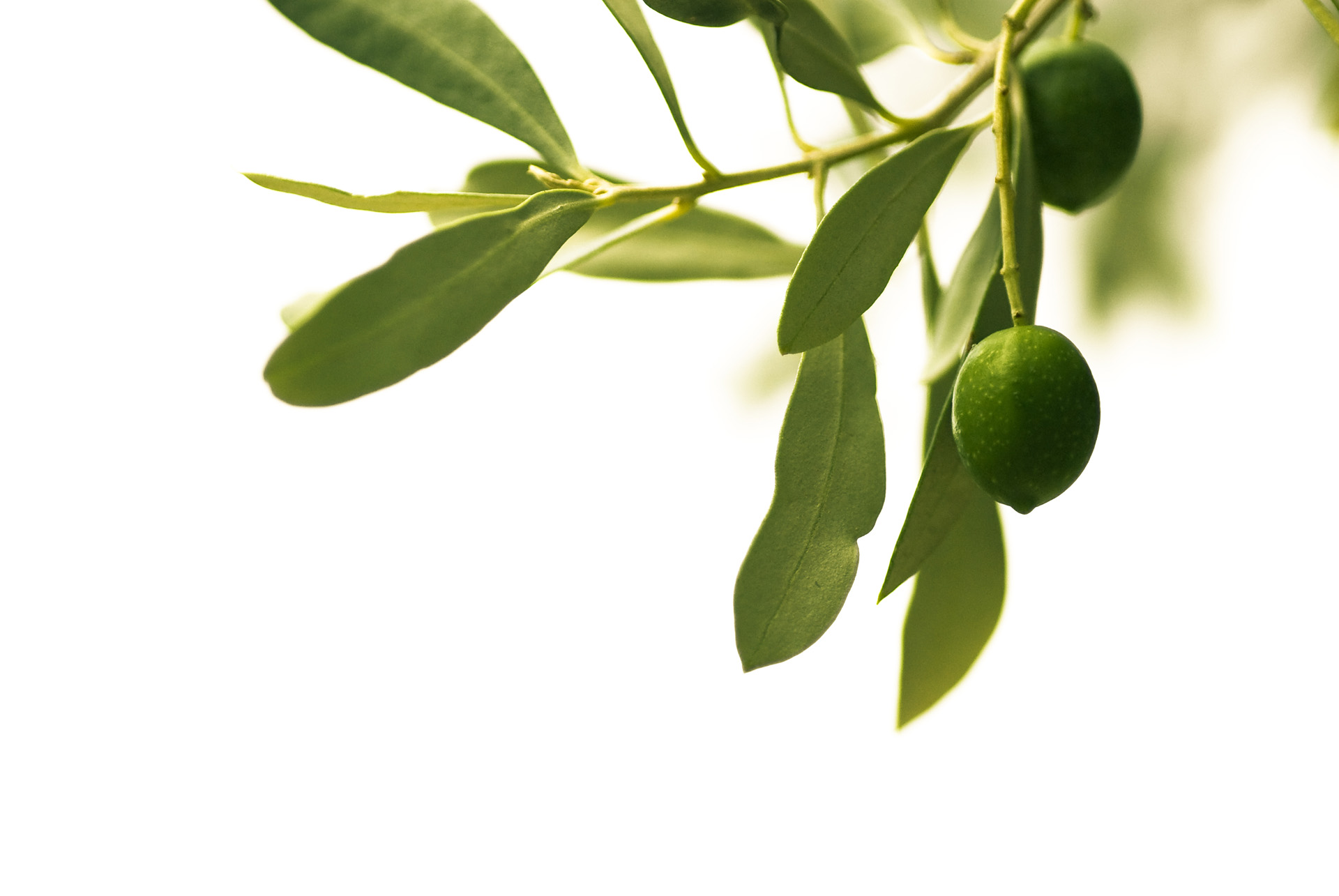 Green olive in the Laino products