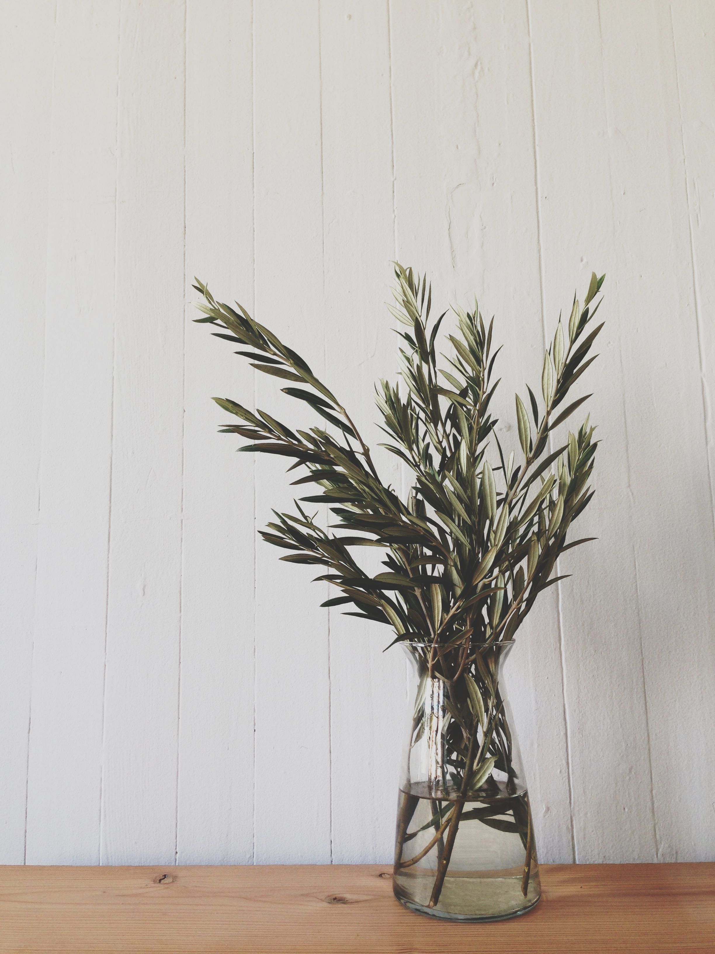 olive branches -- green only centerpieces | WEDDING | Pinterest ...