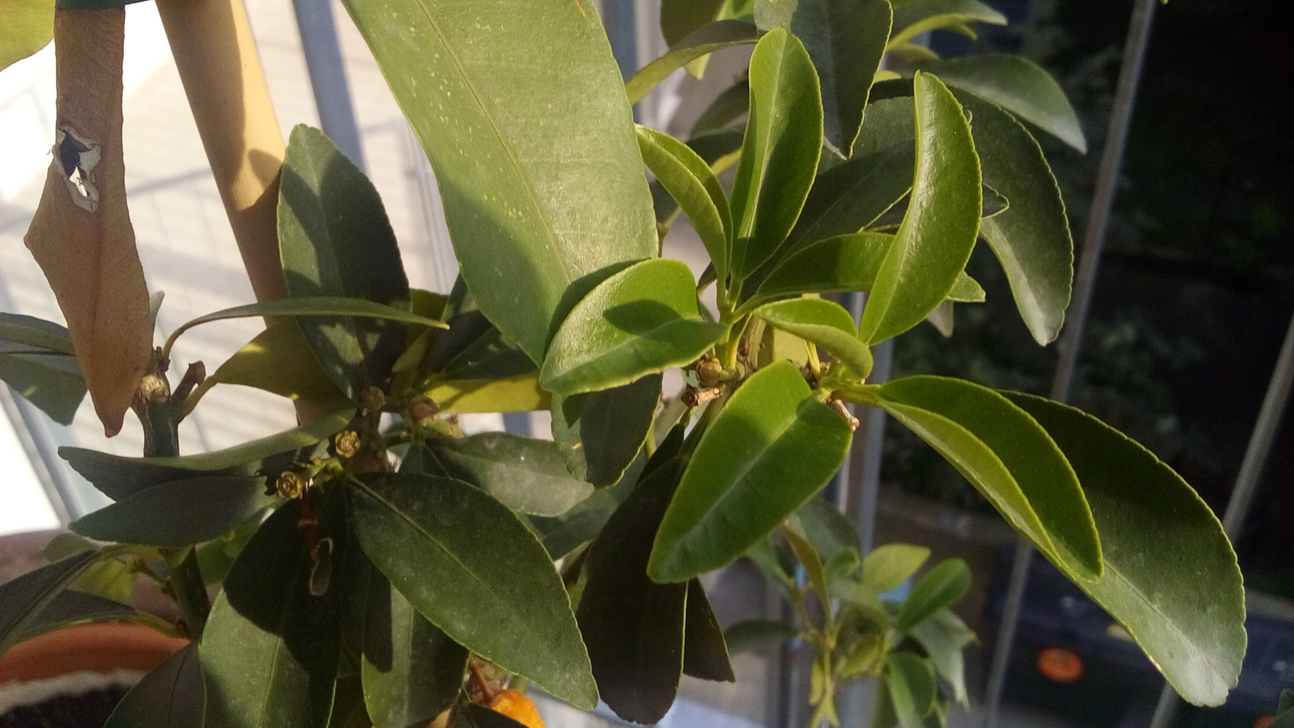 botany - Explaining a branch with visibly different leaves on Citrus ...