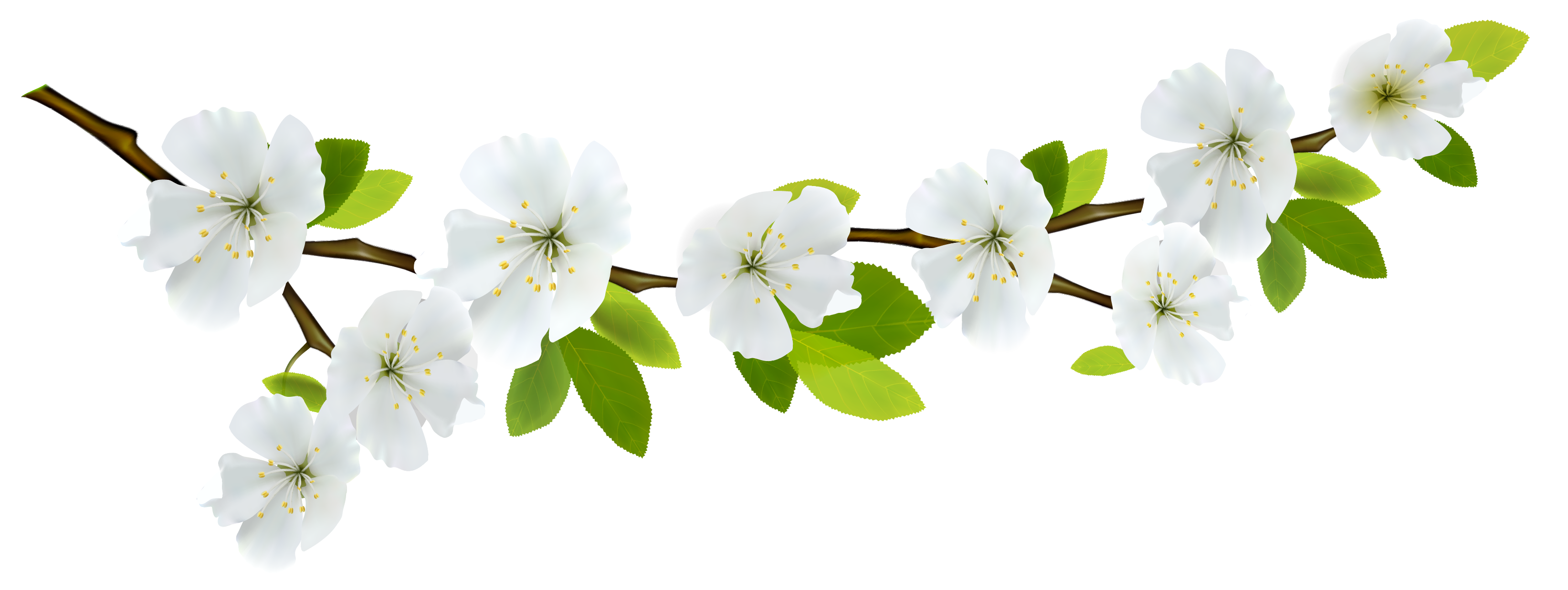 Spring Branch White PNG Clipart | Gallery Yopriceville - High ...