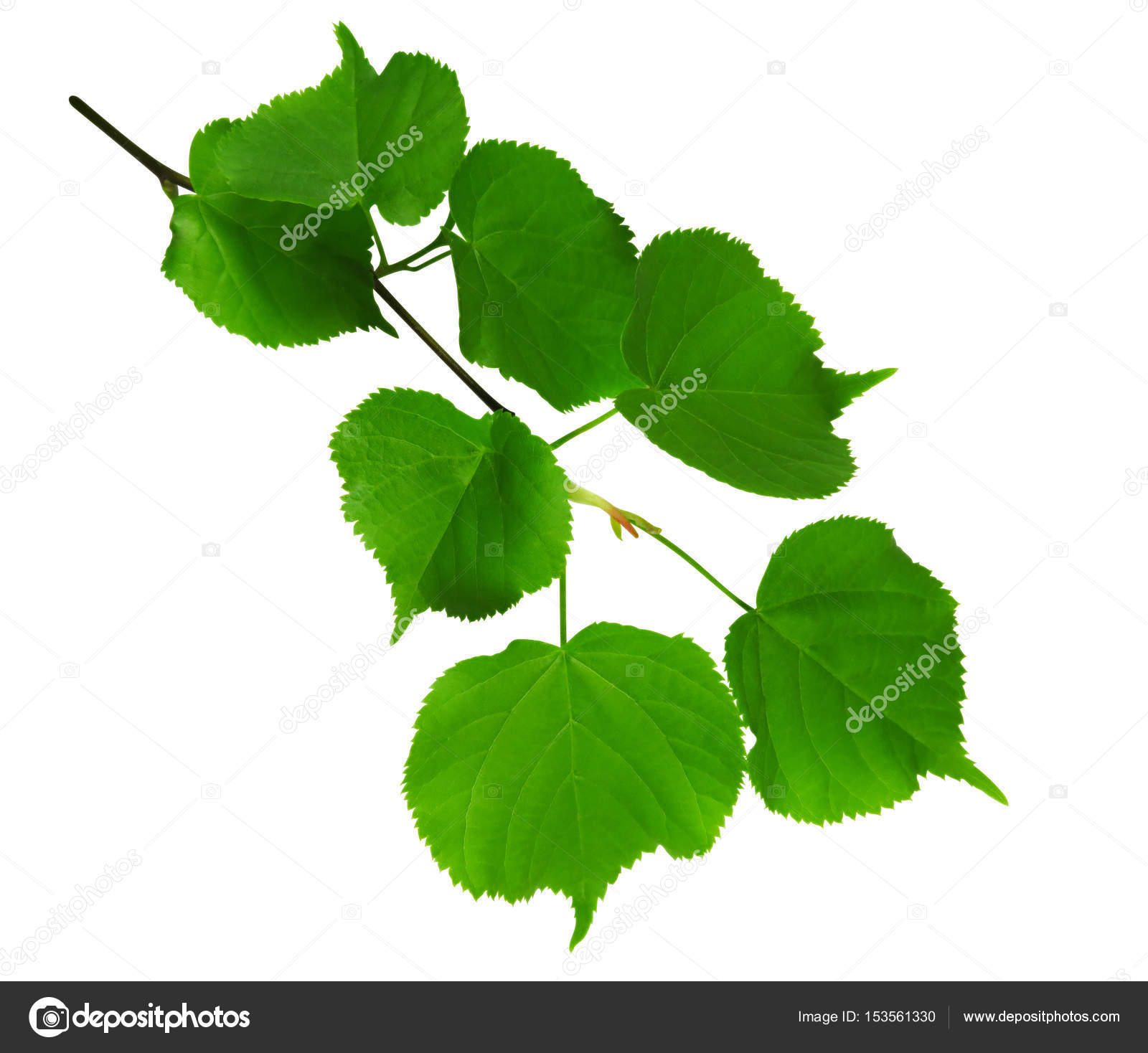 Green branch isolated — Stock Photo © venakr #153561330