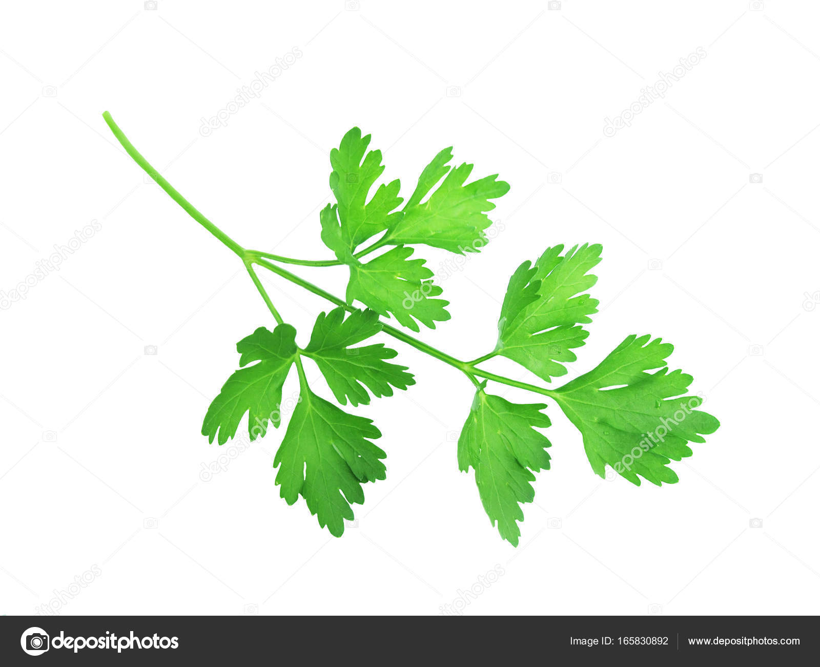 Green branch of parsley — Stock Photo © lenaxf #165830892
