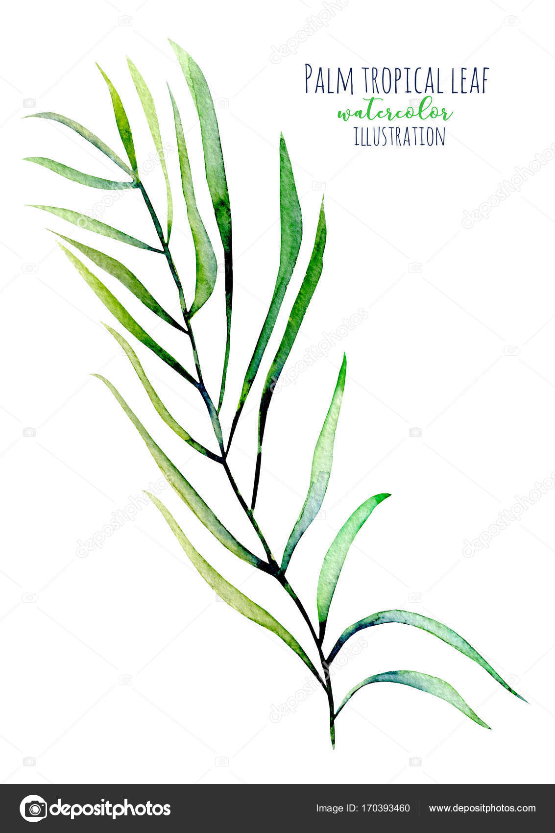 Watercolor palm tropical green branch illustration — Stock Photo ...