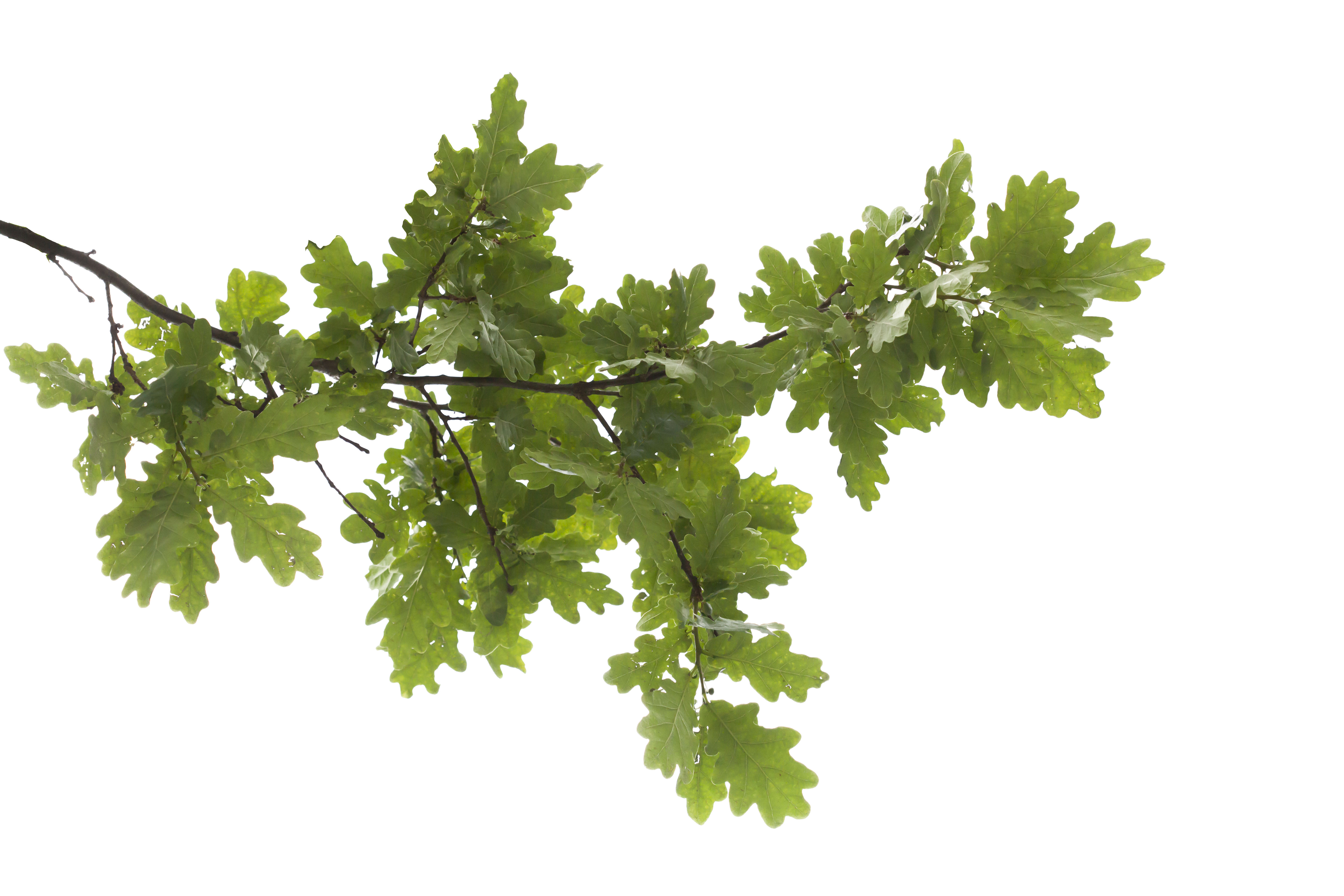 HD Oak Branch - oak_branch_0.png | OpenGameArt.org