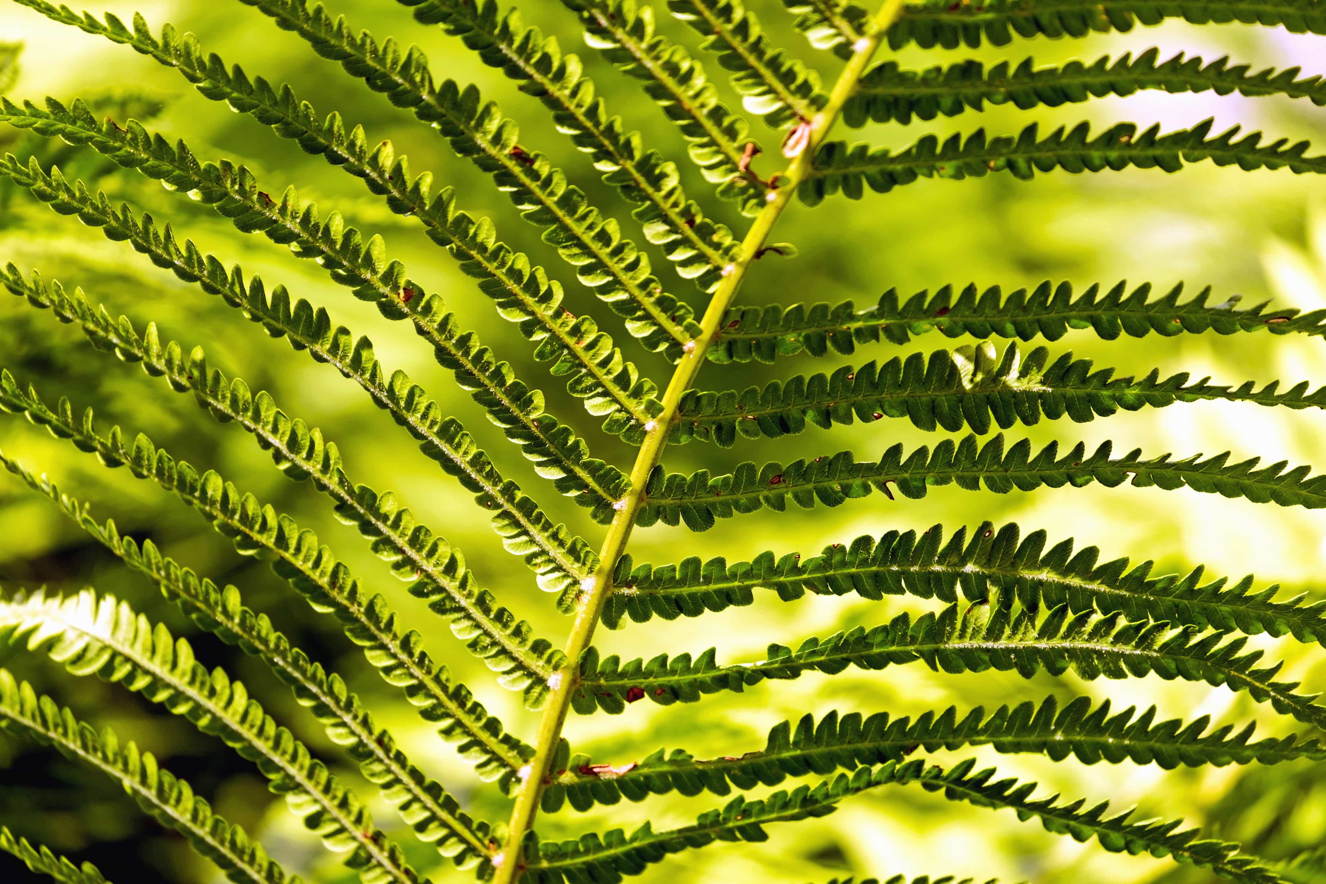 Free picture: fern, shadow, green, branch, leaf, plant, garden, nature
