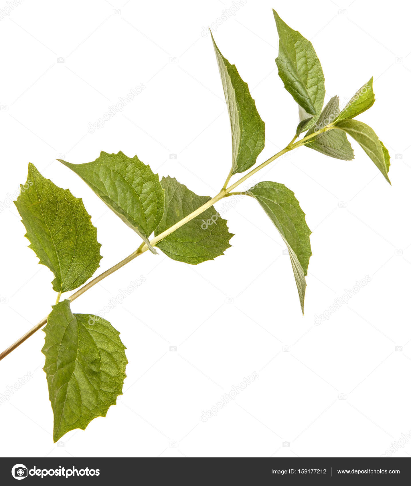 Branch of a jasmine bush with green leaves. Isolated on white ba ...