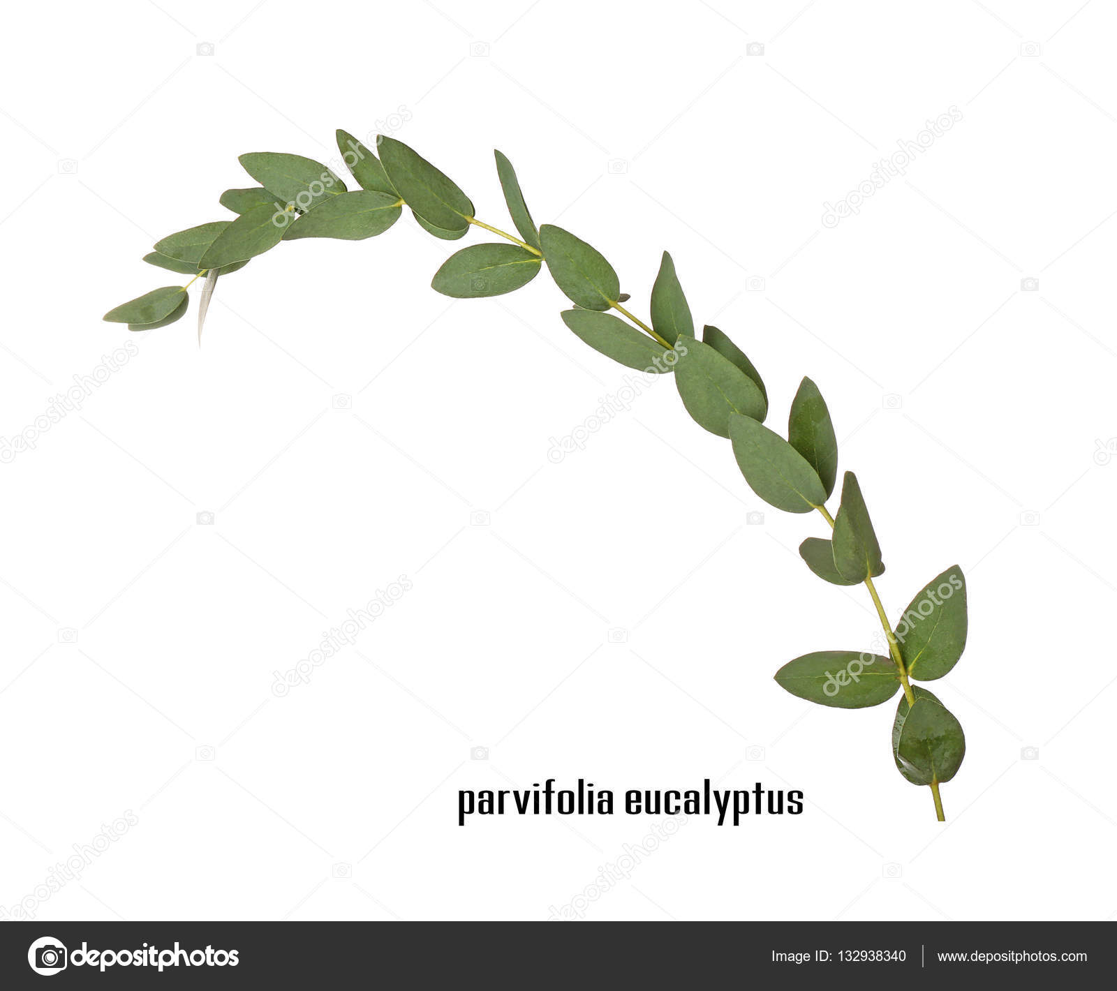Green eucalyptus branch — Stock Photo © belchonock #132938340