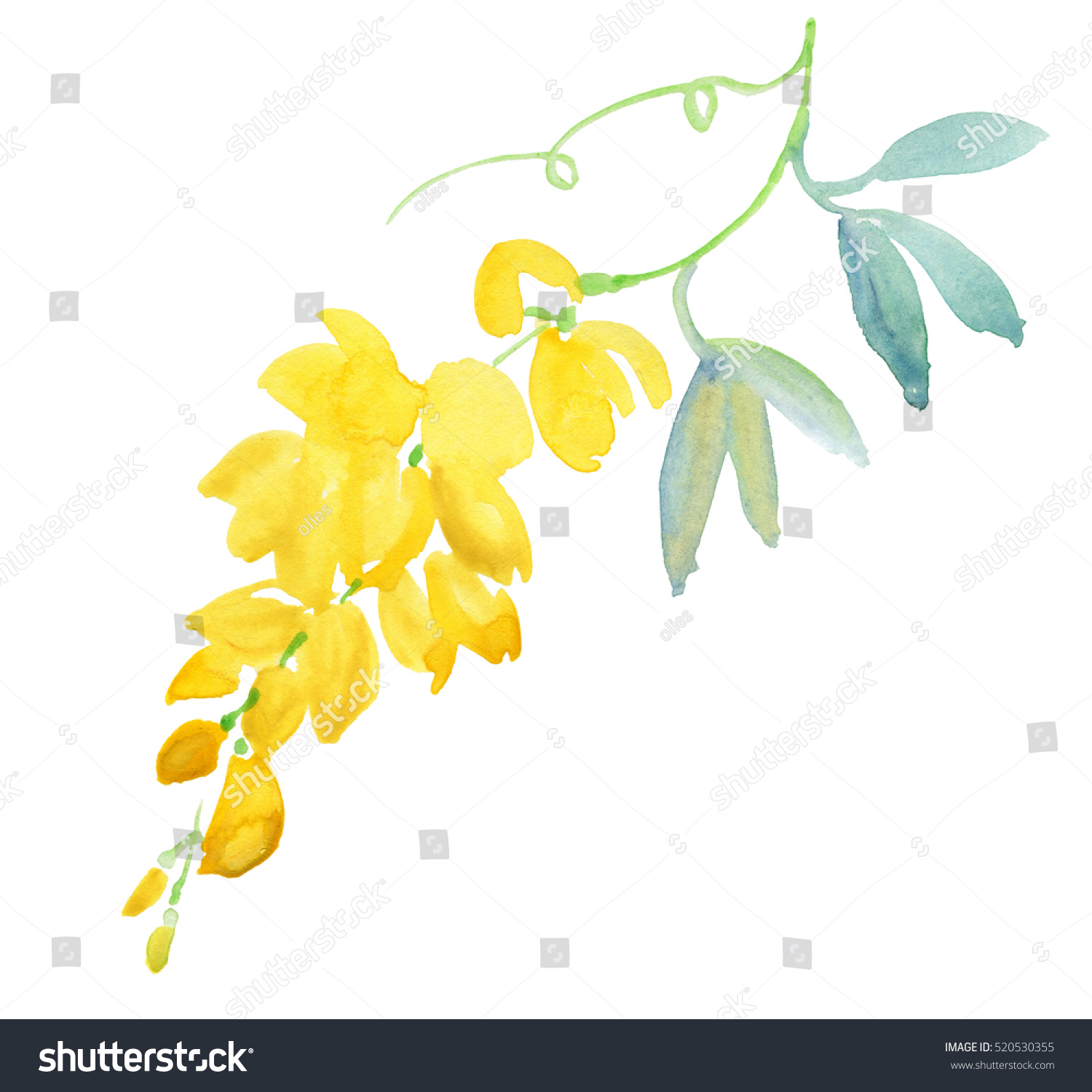 Green Branch Yellow Acacia Isolated On Stock Illustration 520530355 ...