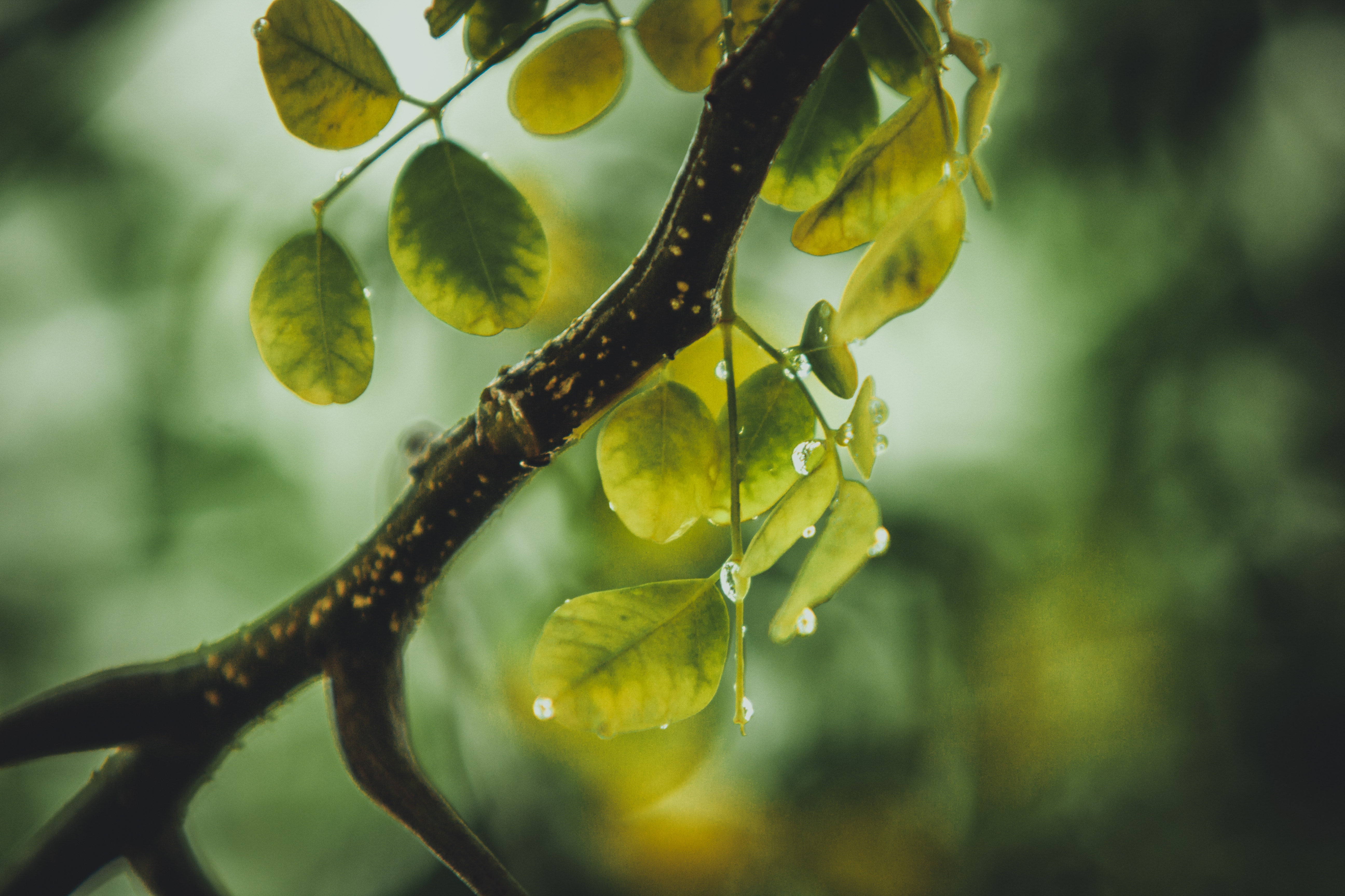 Free stock photo of branch, dew, green