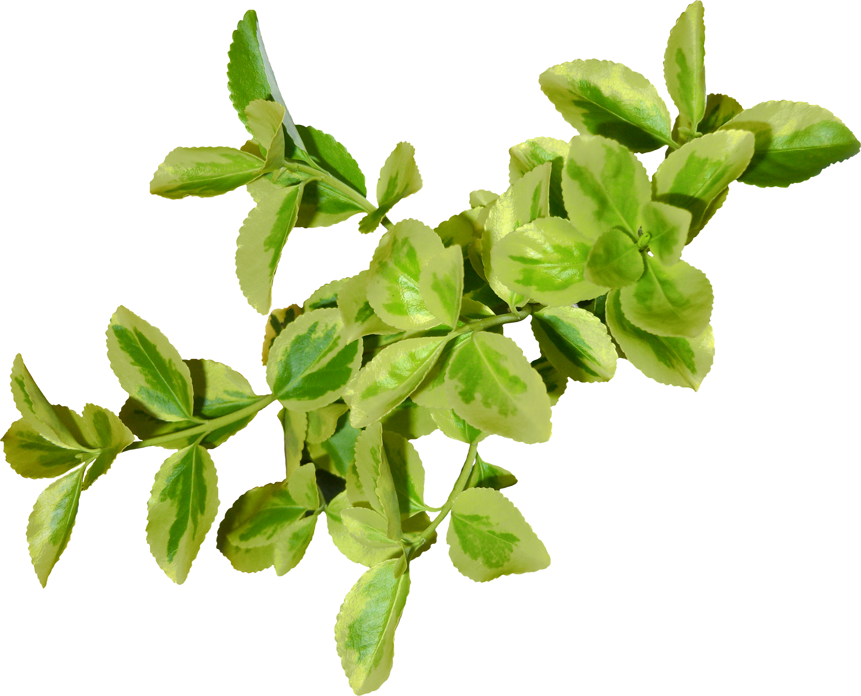 Green leaves PNG images free download pictures