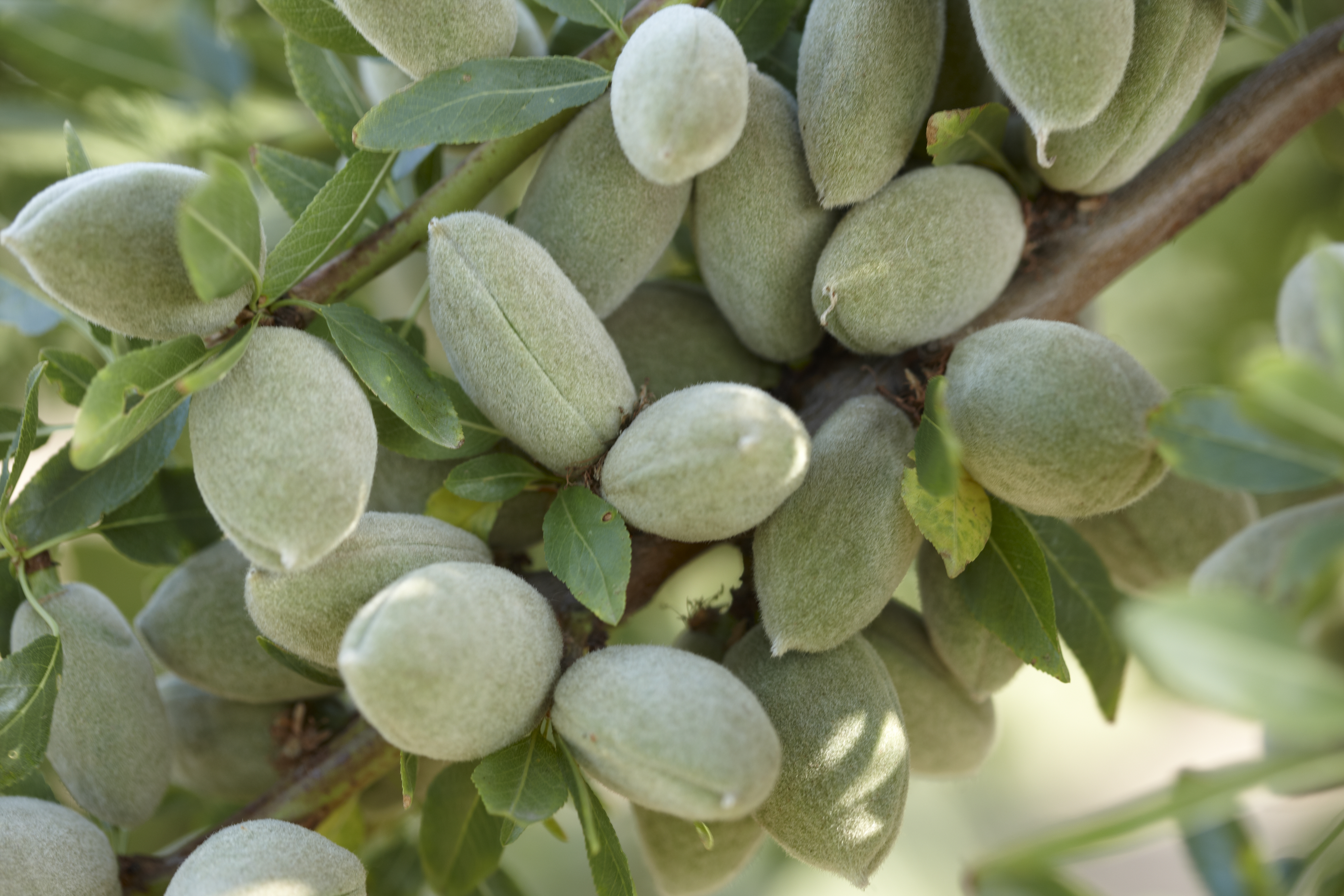Green Almonds on Branch | Almond Board of California - Newsroom
