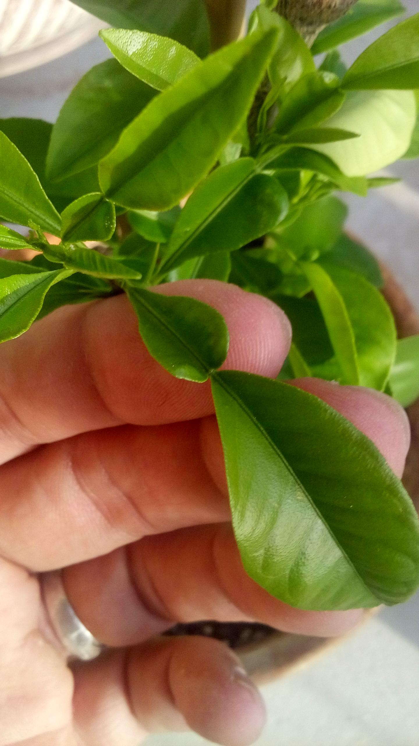botany - Explaining a branch with visibly different leaves on Citrus ...