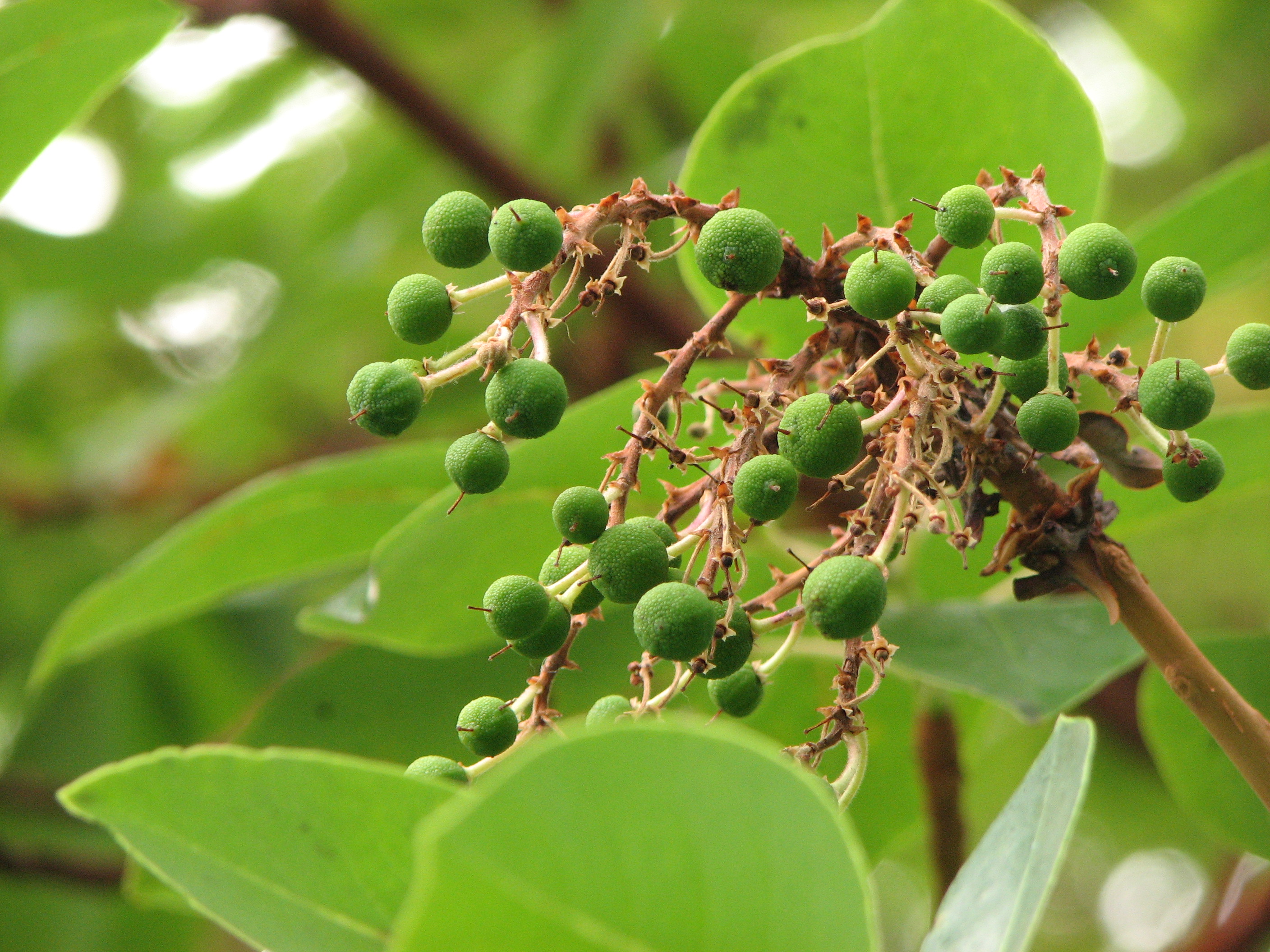 File:Green pea like berry growth on tree branch.jpg - Wikimedia Commons