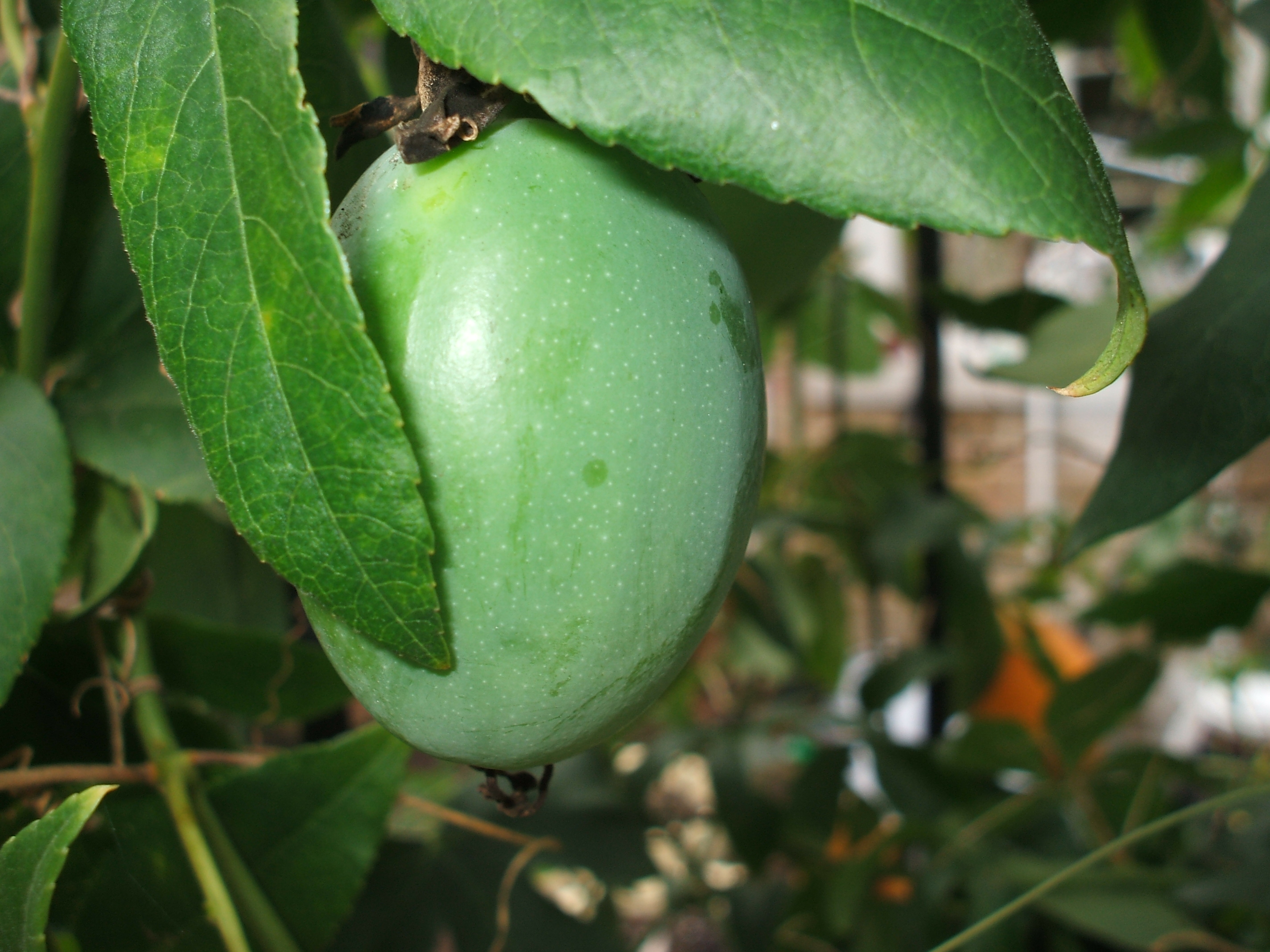 File:One green passionfruit on branch.jpg - Wikimedia Commons