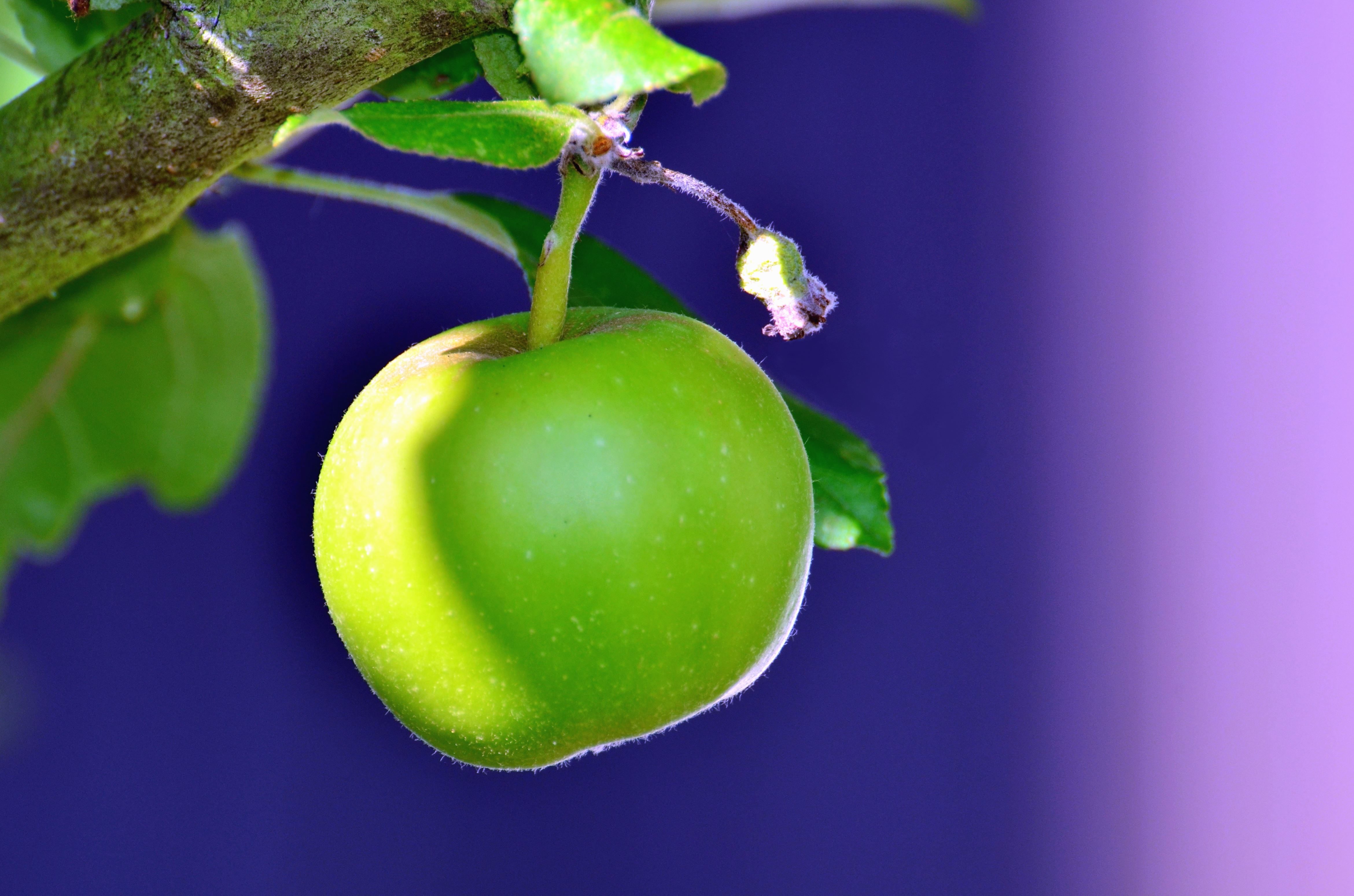 Free picture: green apple, tree, branch, fruit, leaf