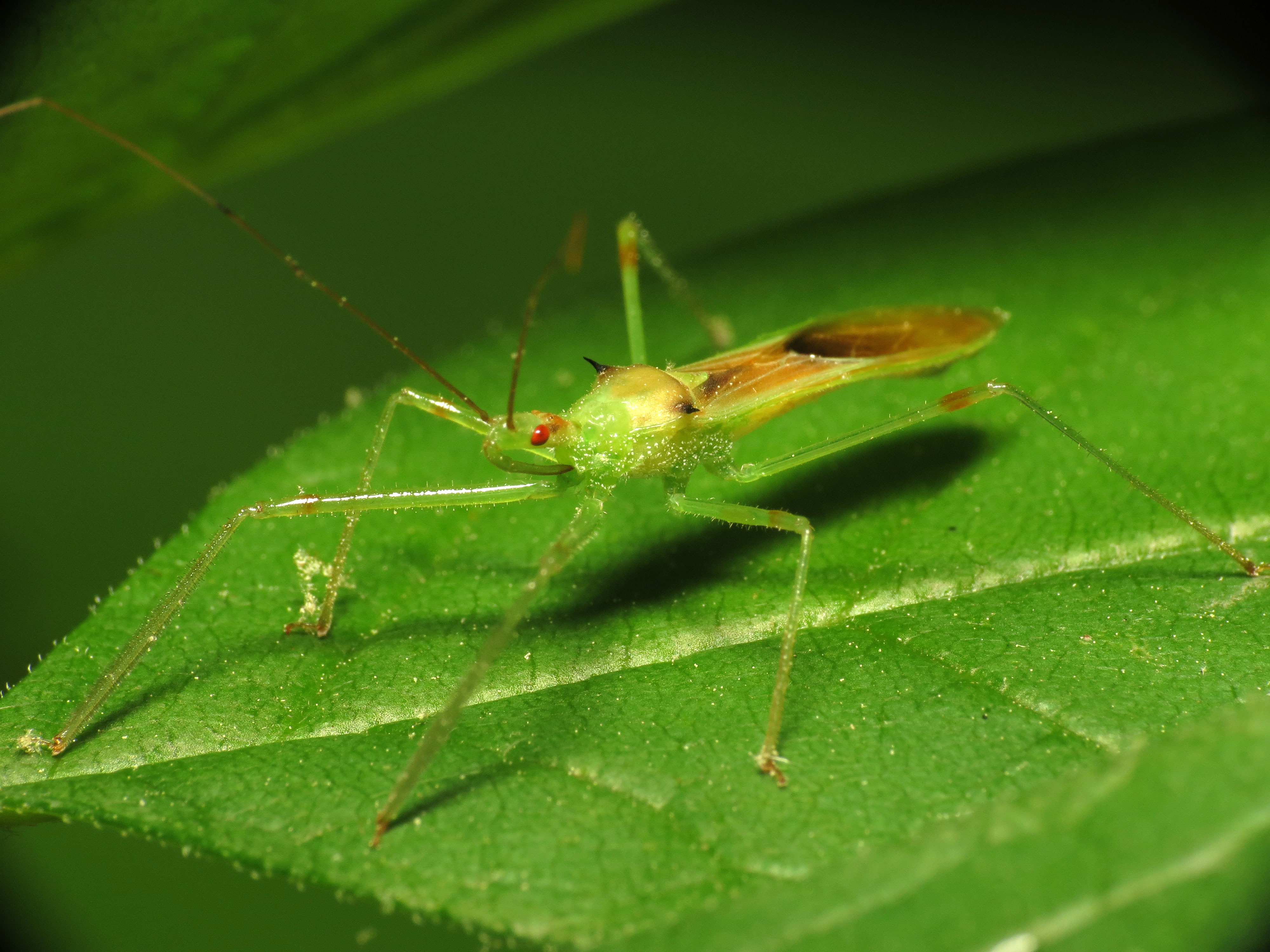 File:Pale Green Assassin Bug (14454596254).jpg - Wikimedia Commons