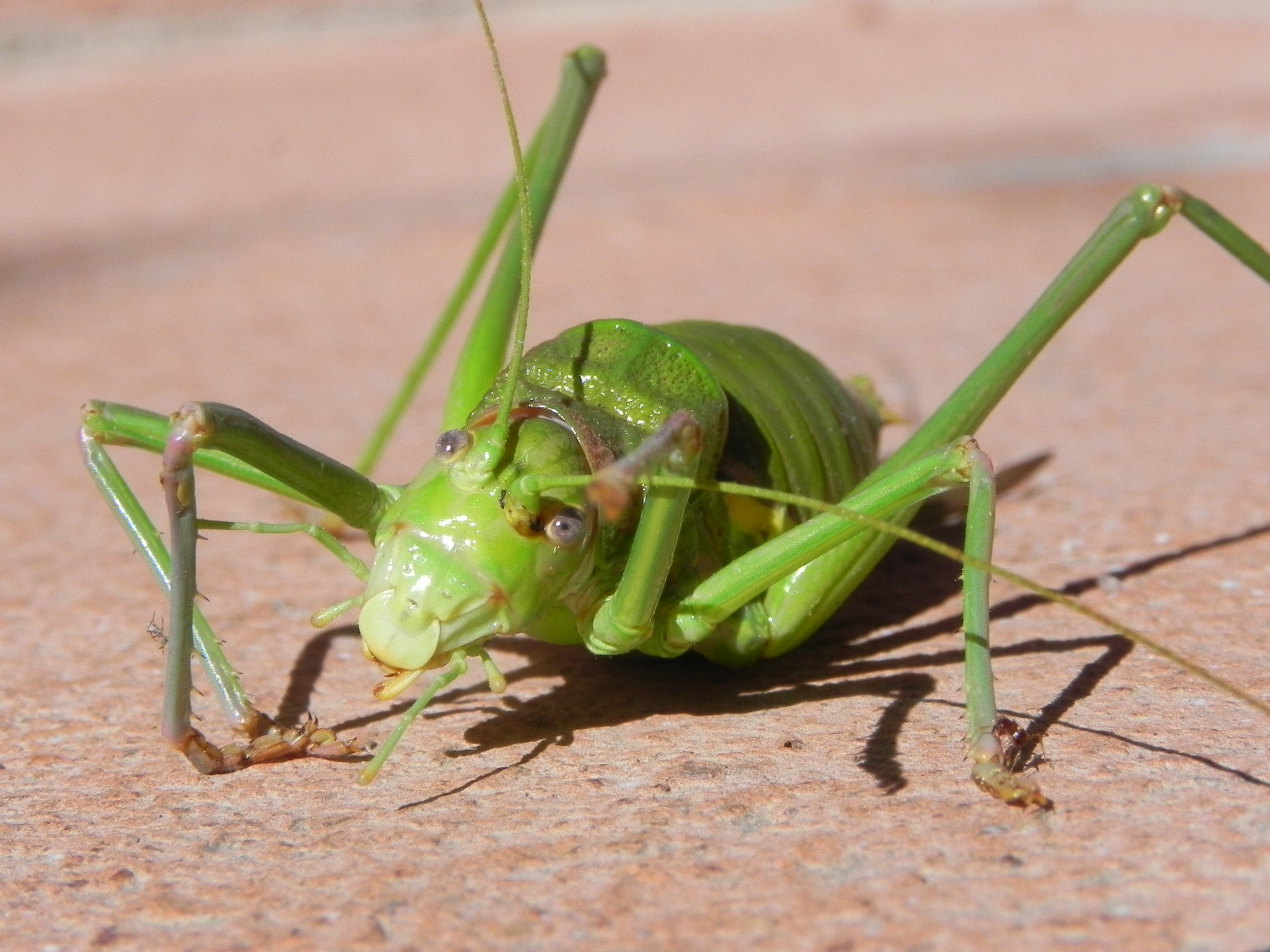 NaturePlus: Big Green Bug from Spain