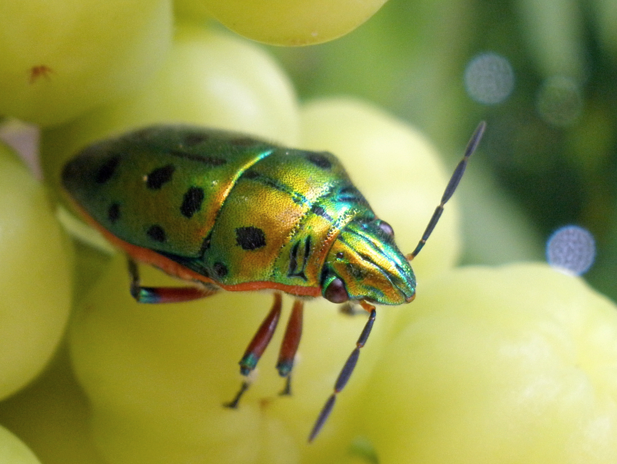File:Shiny green bug.JPG - Wikimedia Commons