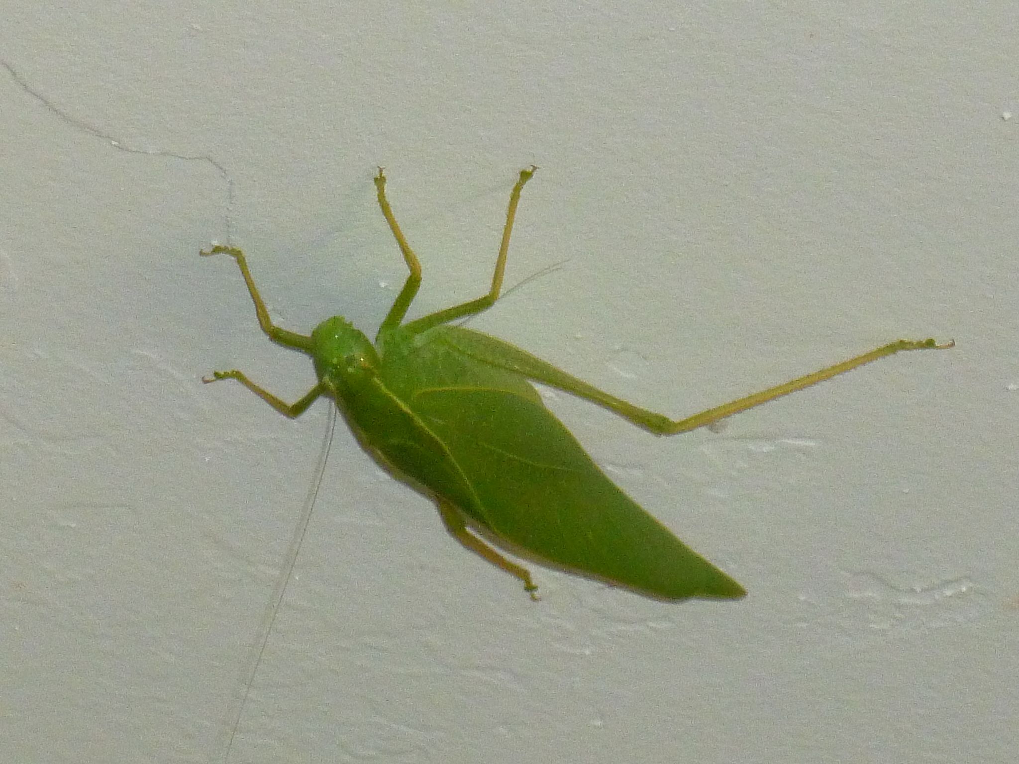 Green insect photo