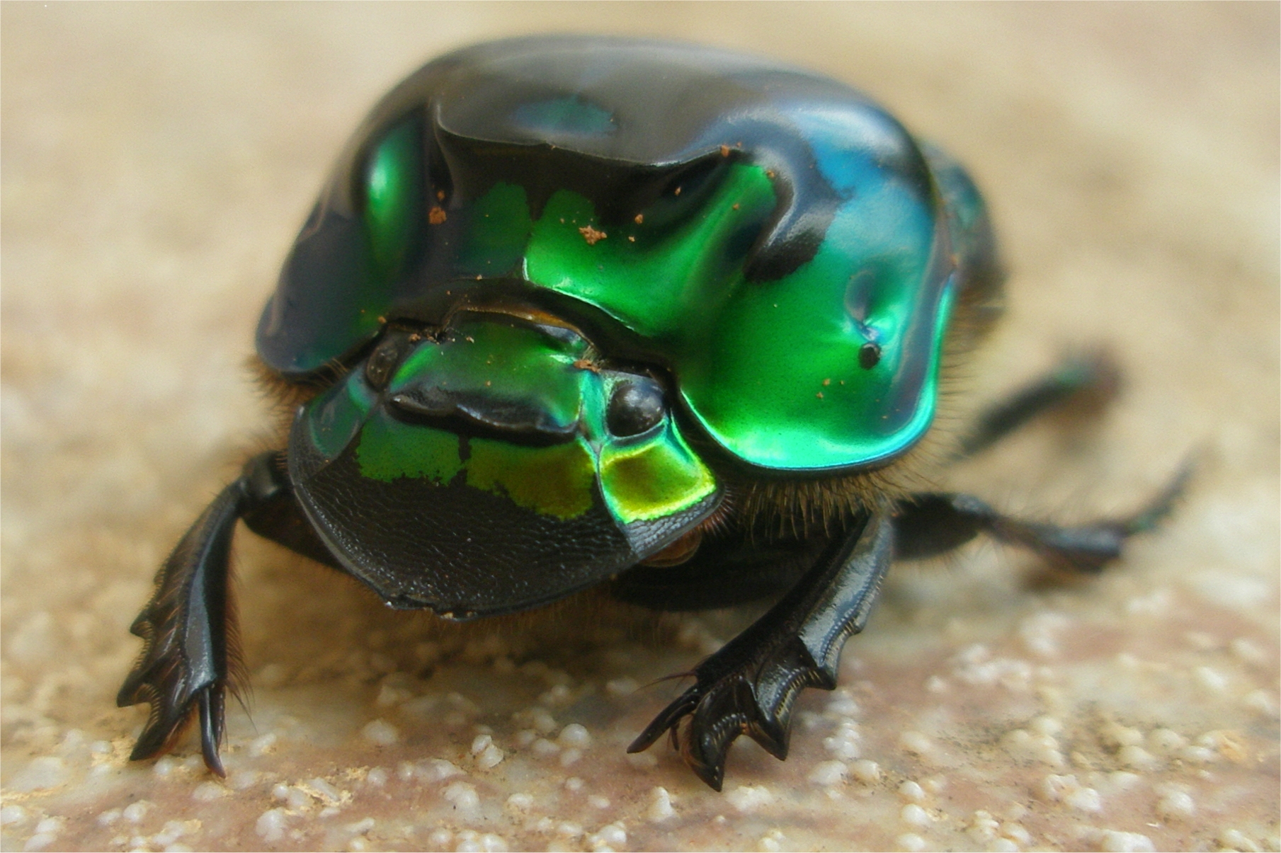 East Bay Science Cafe: 50 Shades of Green (Bugs) | Berkeley | Funcheap