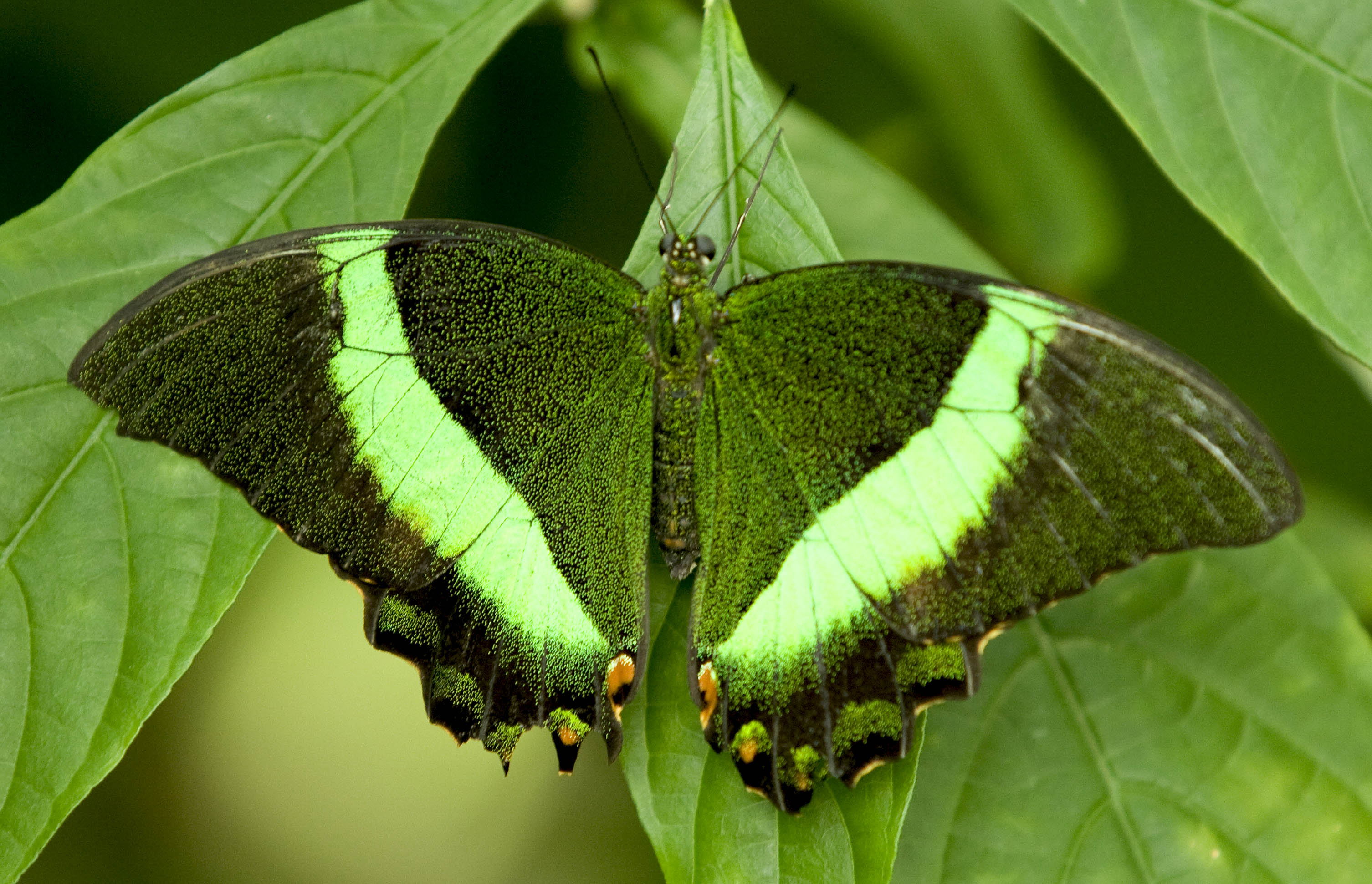 12 Rare-Sighted And Appealing Butterfly Species