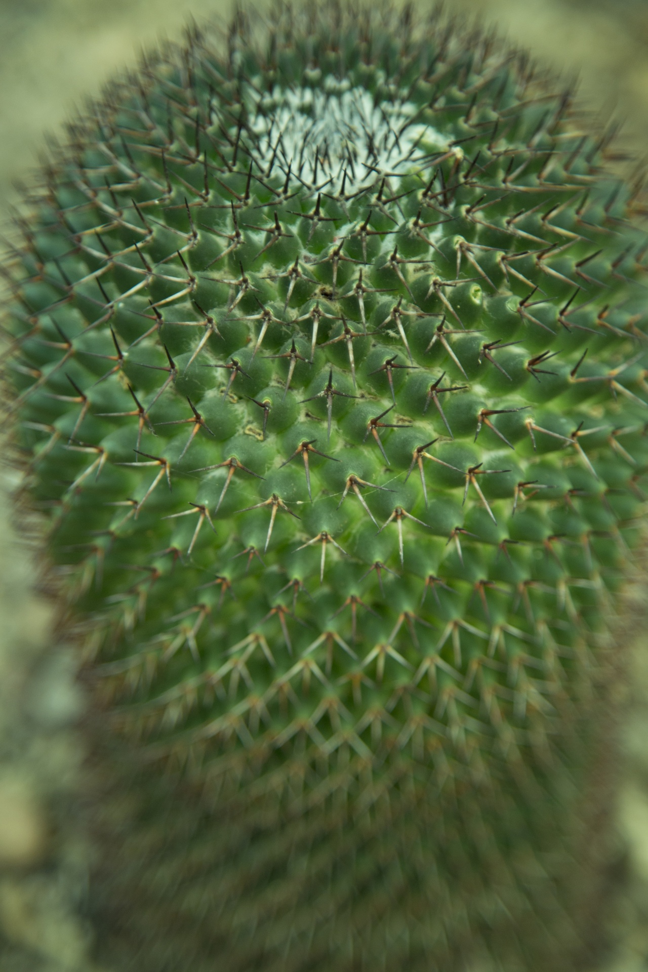 Green Cactus Free Stock Photo - Public Domain Pictures