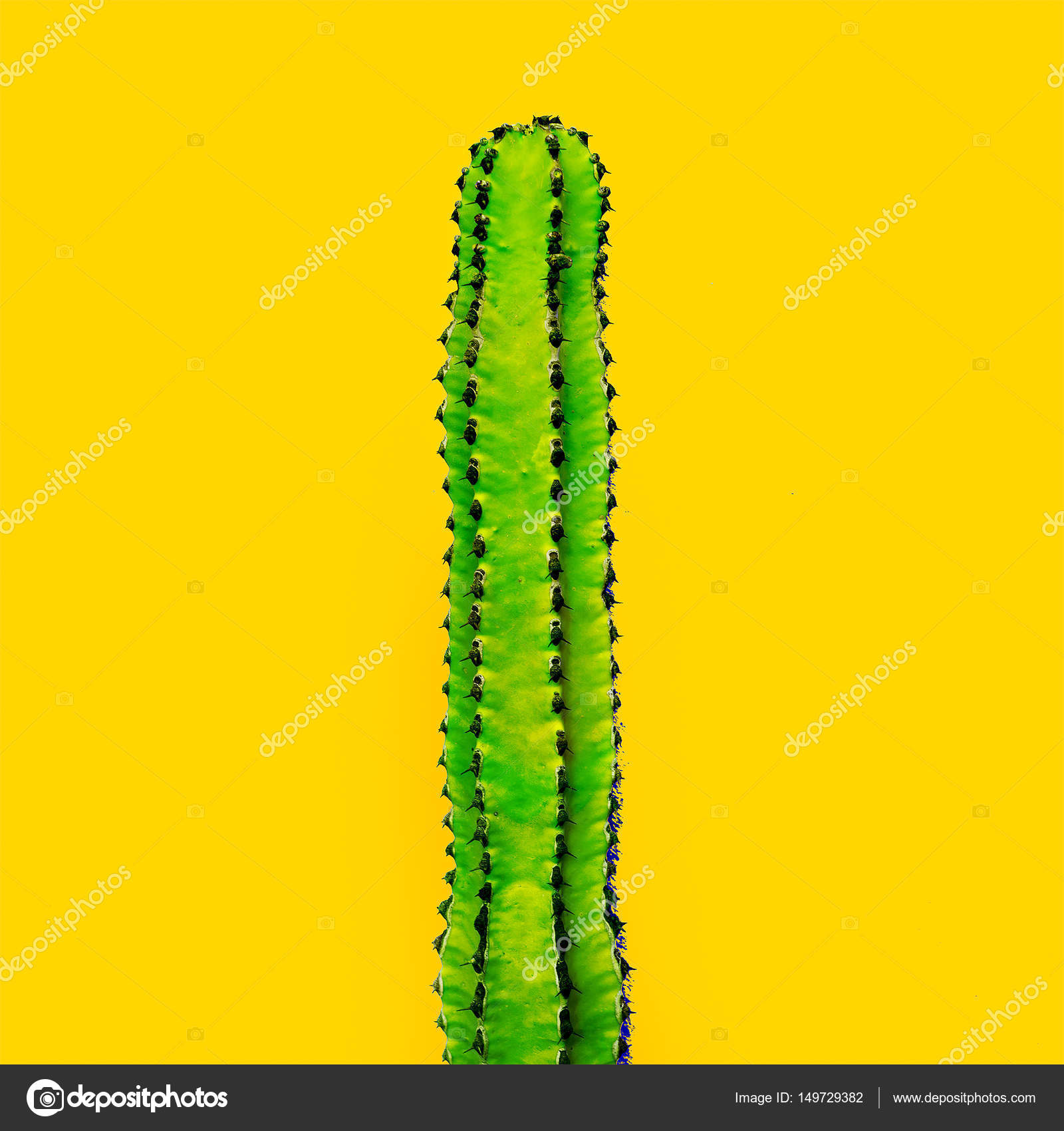 Green cactus on a yellow background. Minimal art gallery — Stock ...