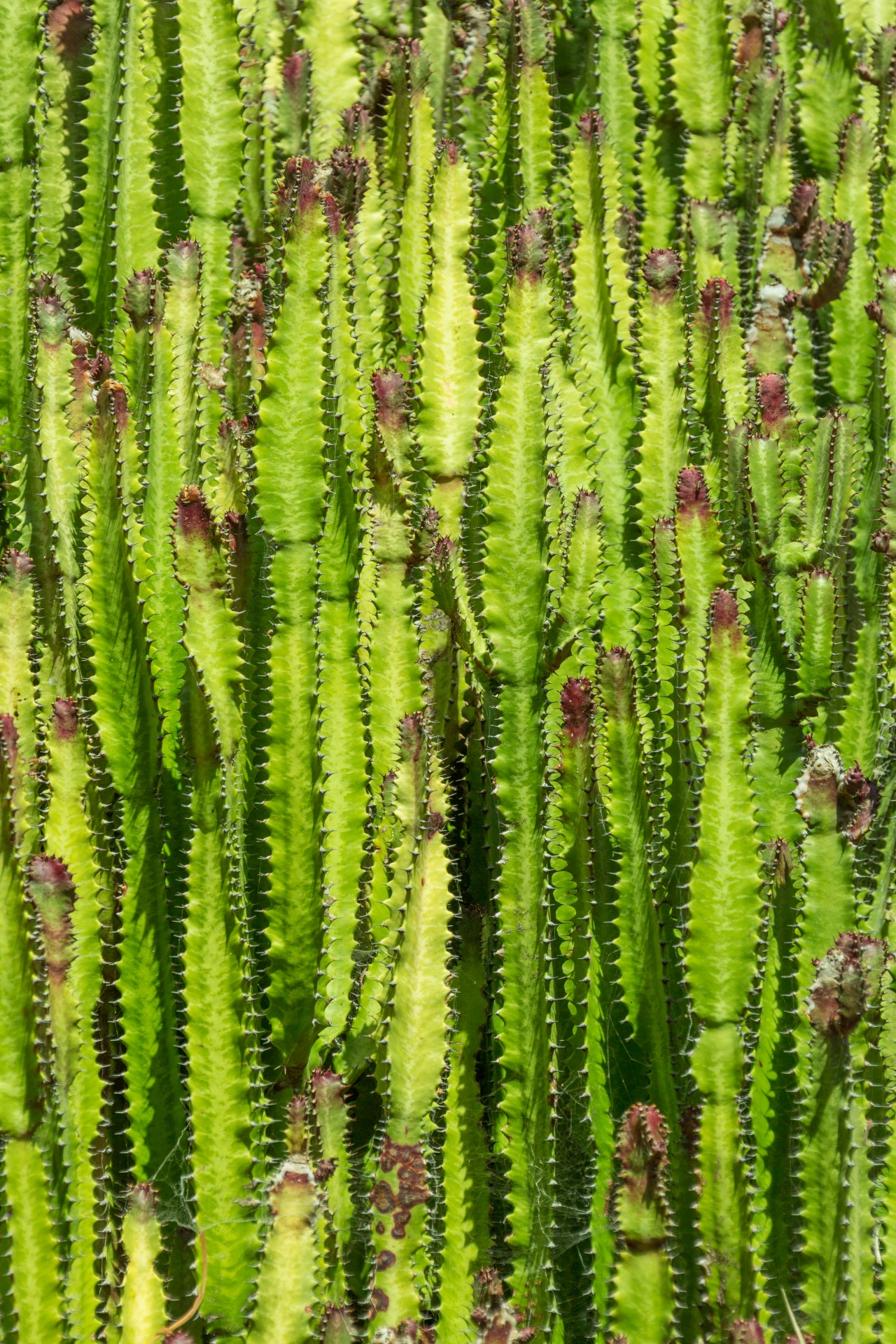 Green Cactus Background Free Stock Photo - Public Domain Pictures