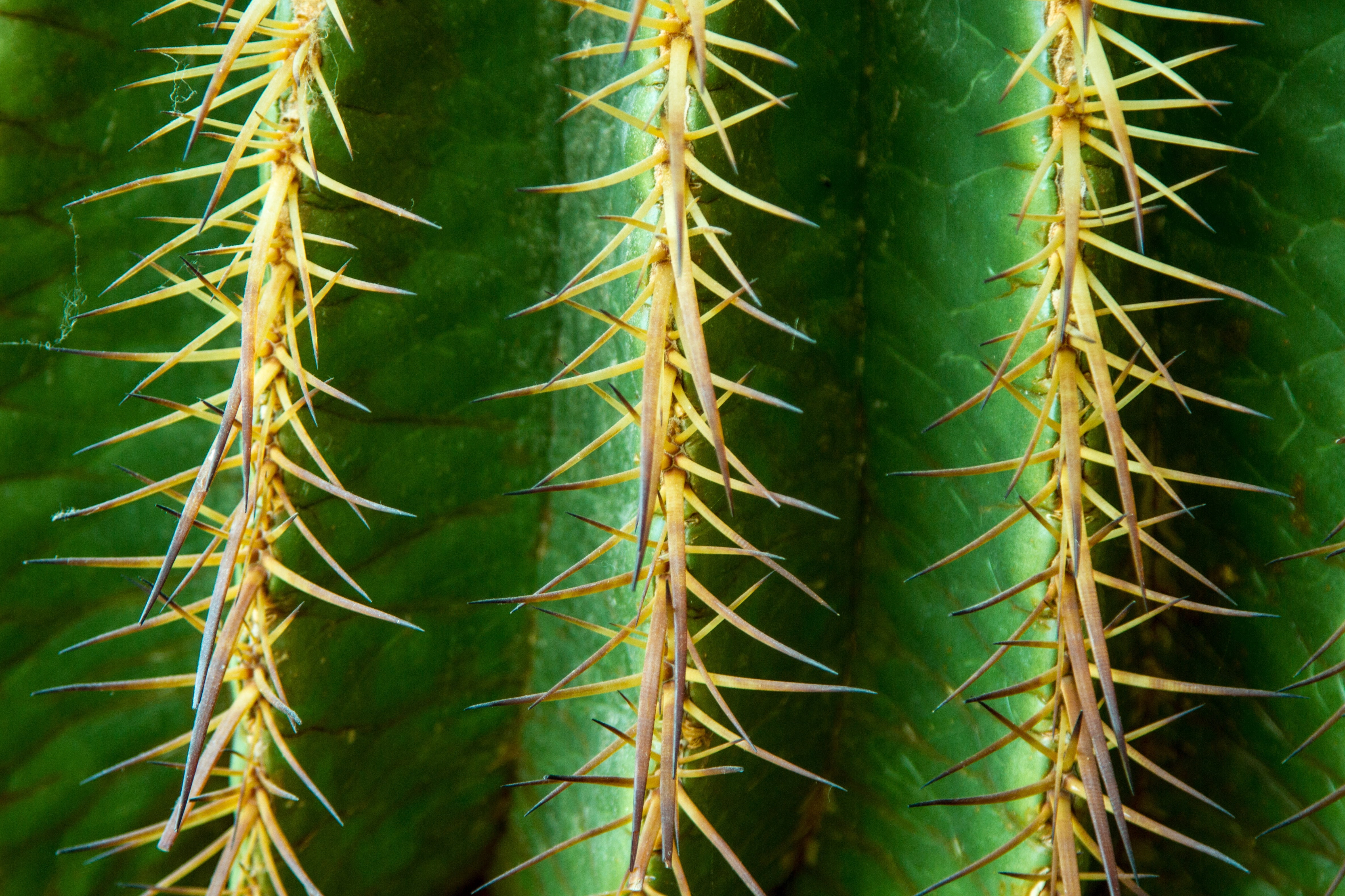 Shallow focus photography green cactus HD wallpaper | Wallpaper Flare