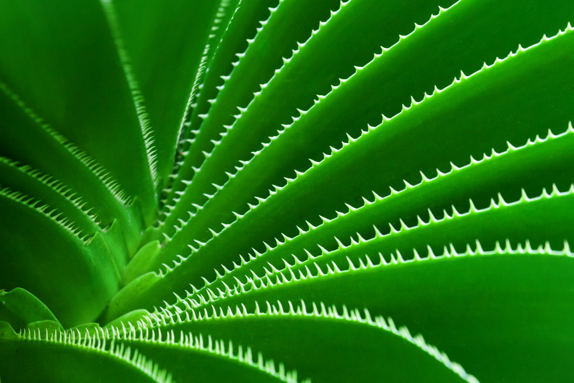 Green Cactus Pattern Free Stock Photo - Public Domain Pictures