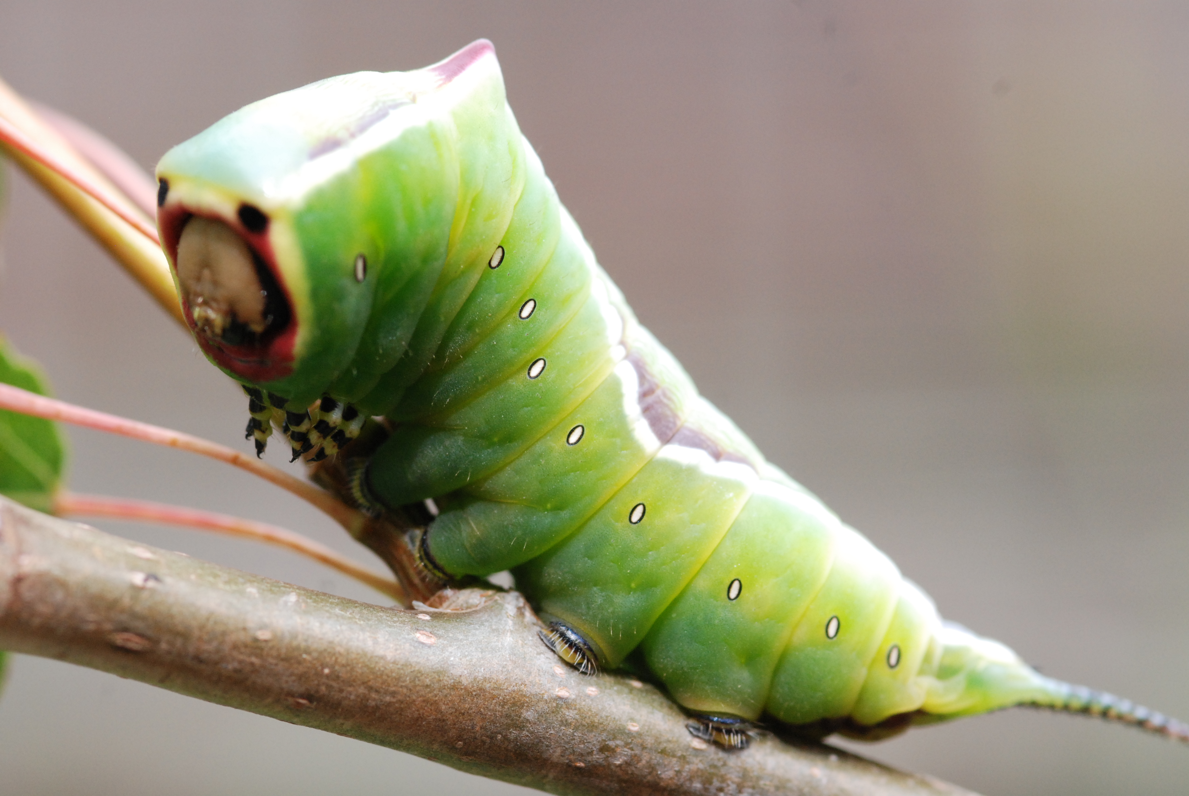 NaturePlus: large green caterpillar idenification please