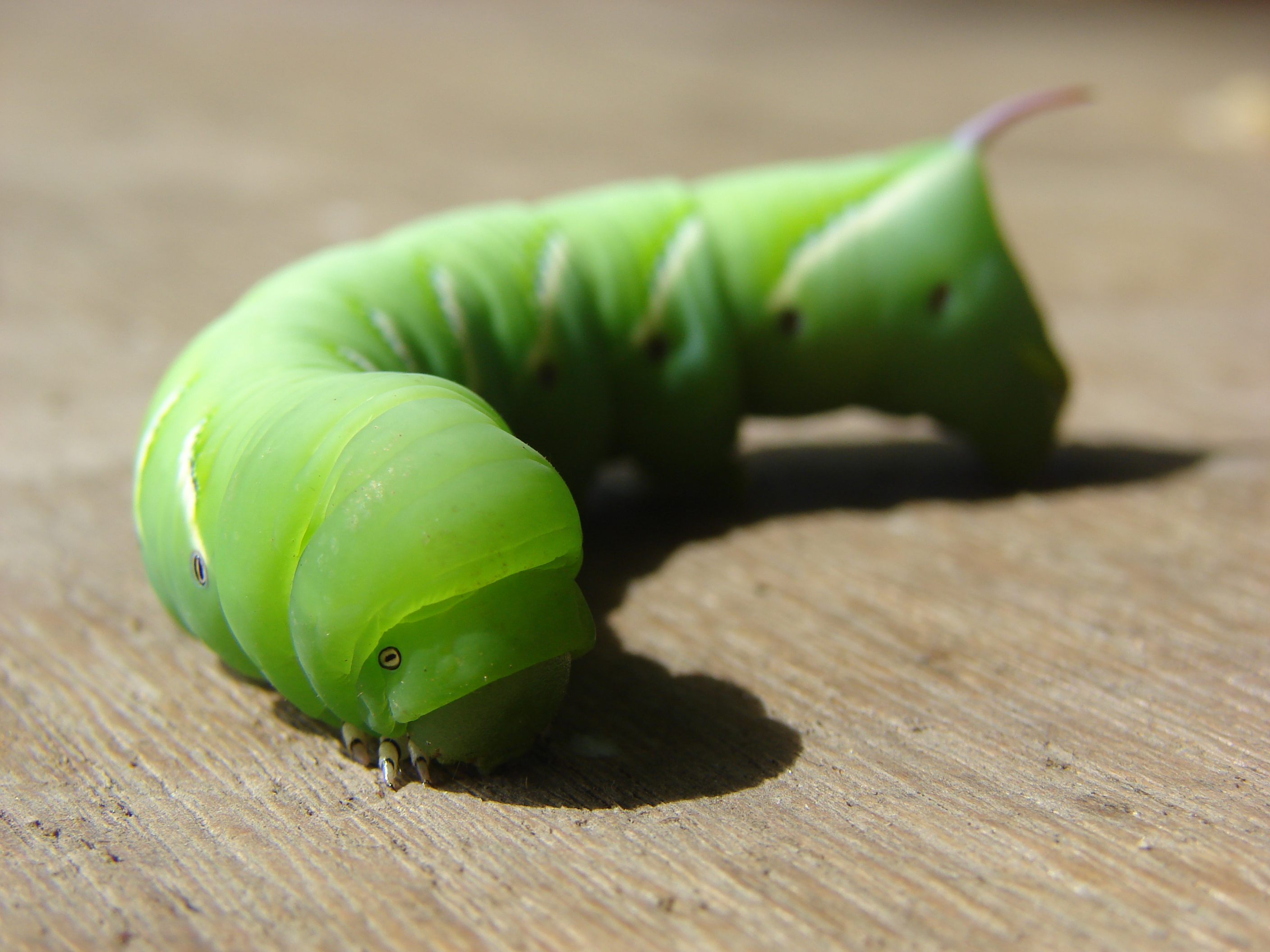 Green caterpillar photo