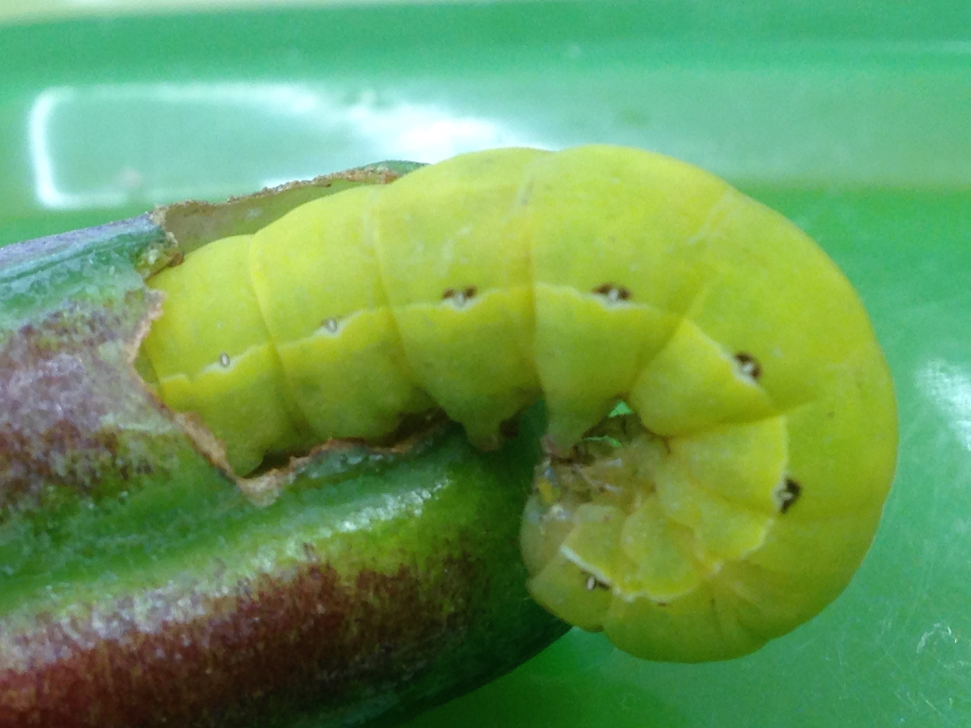 NaturePlus: Green caterpillar
