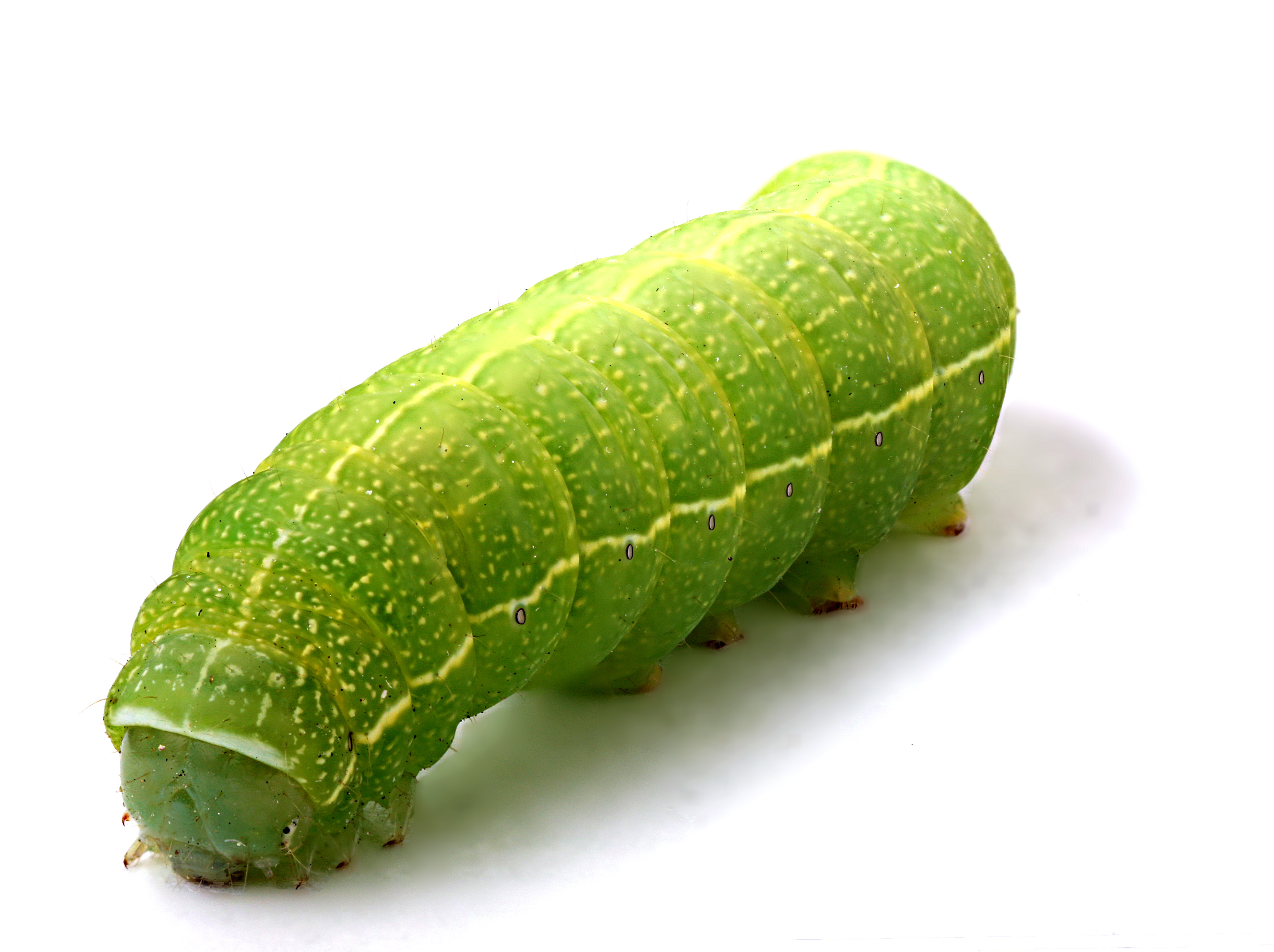 File:Green caterpillar (1).jpg - Wikimedia Commons