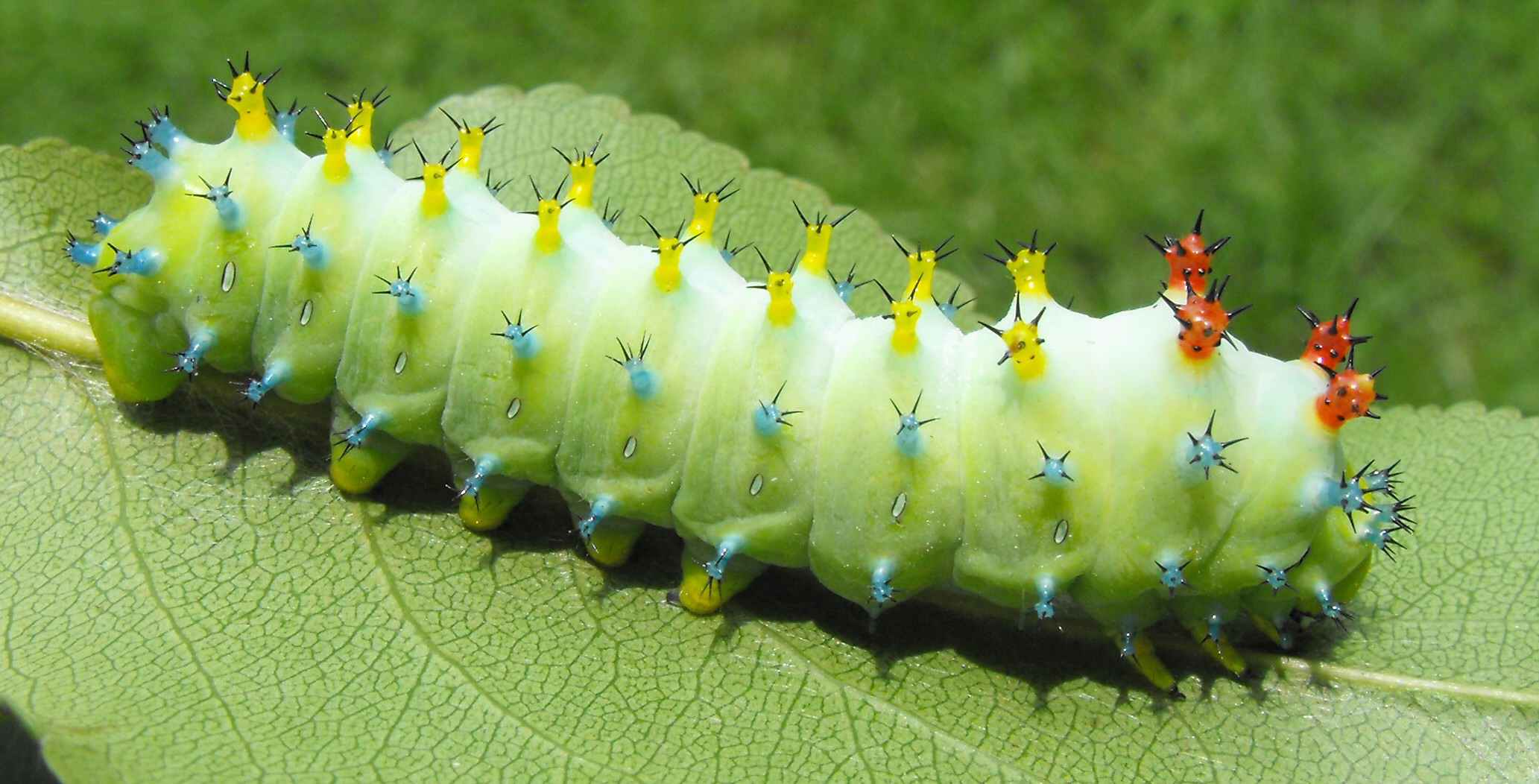 Cecropia caterpillar hues, colors, questions and commentary: A ...