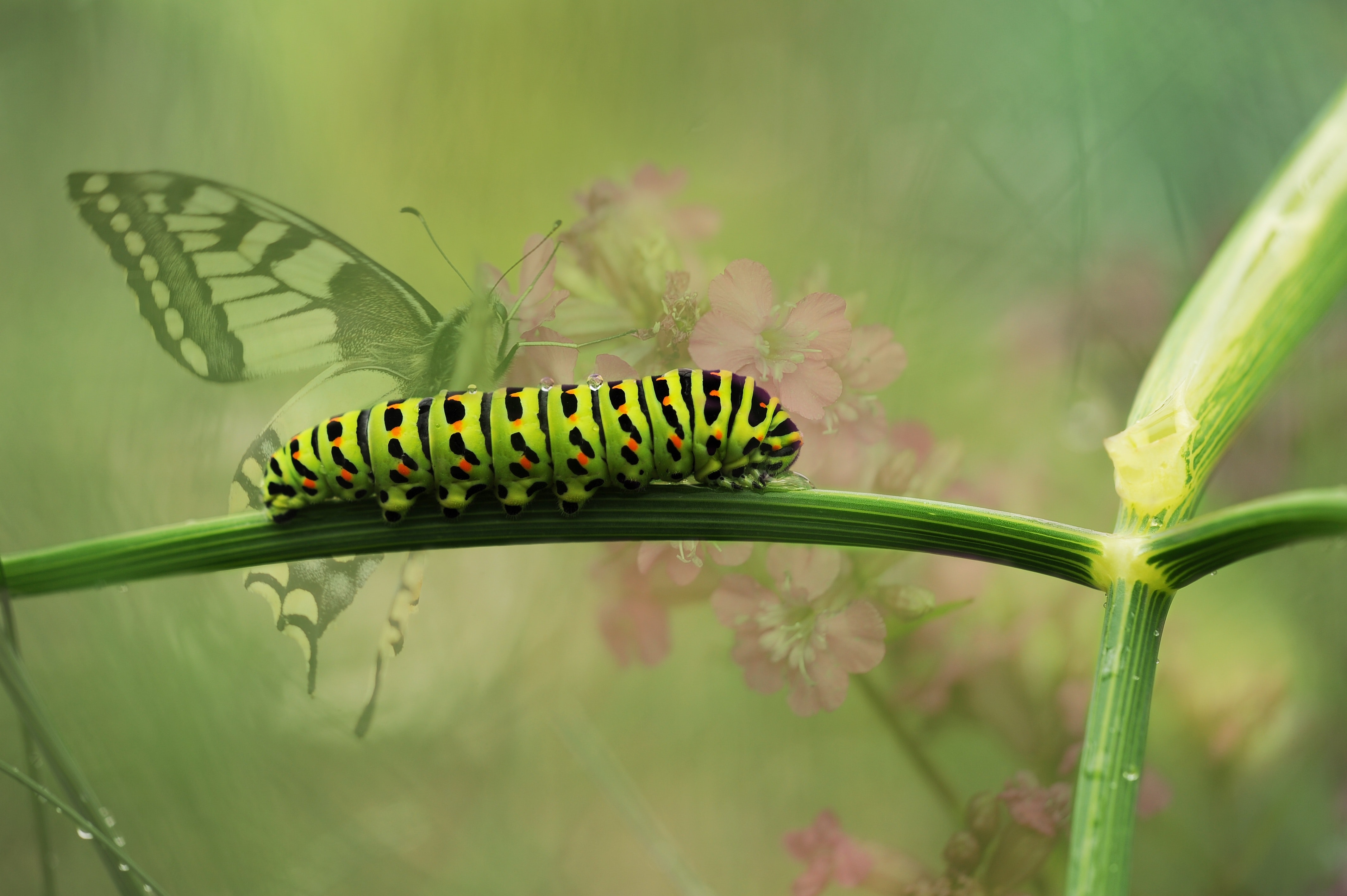 Green caterpillar on green plant stem photo