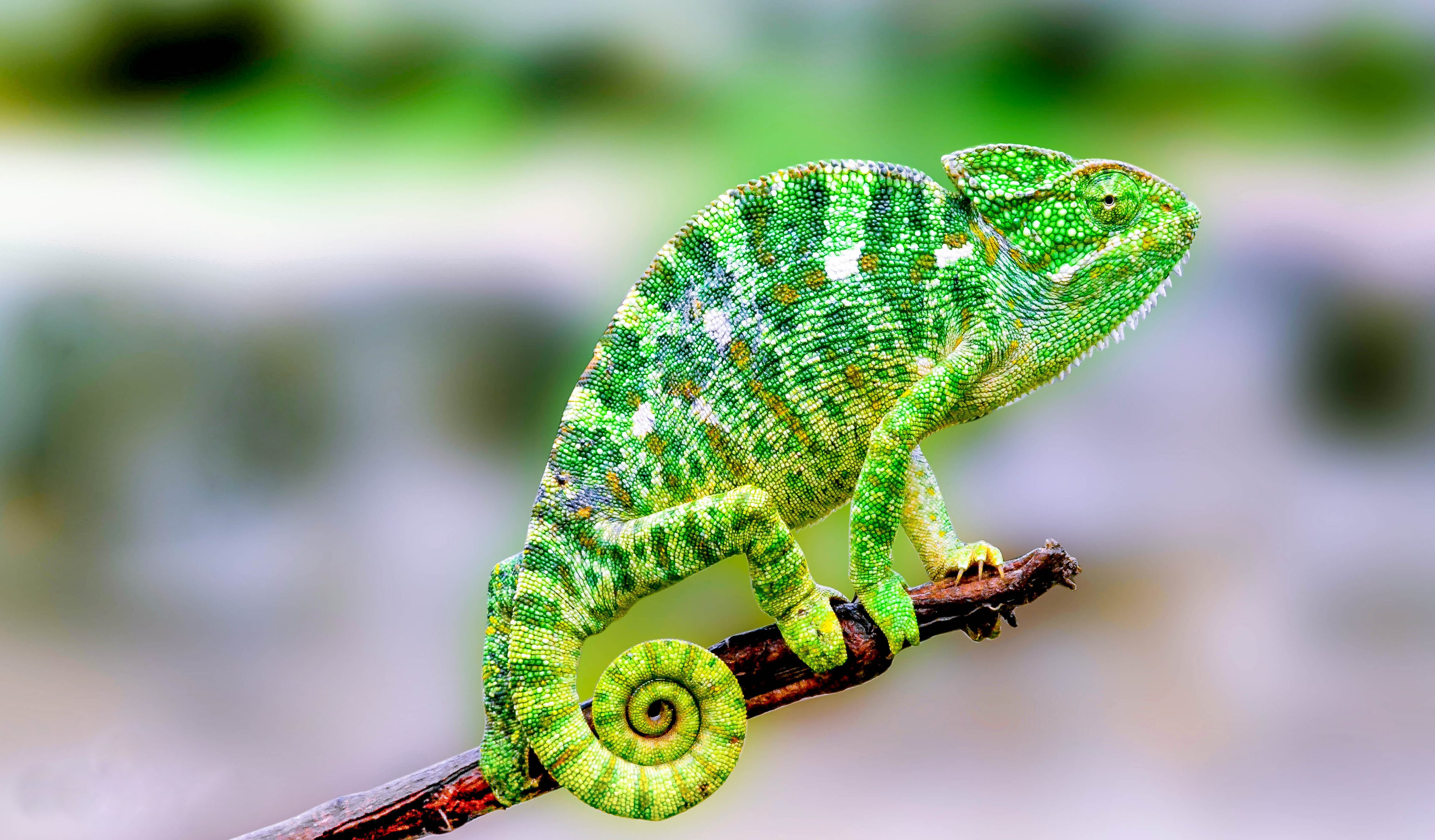 Green Chameleon - YouTube
