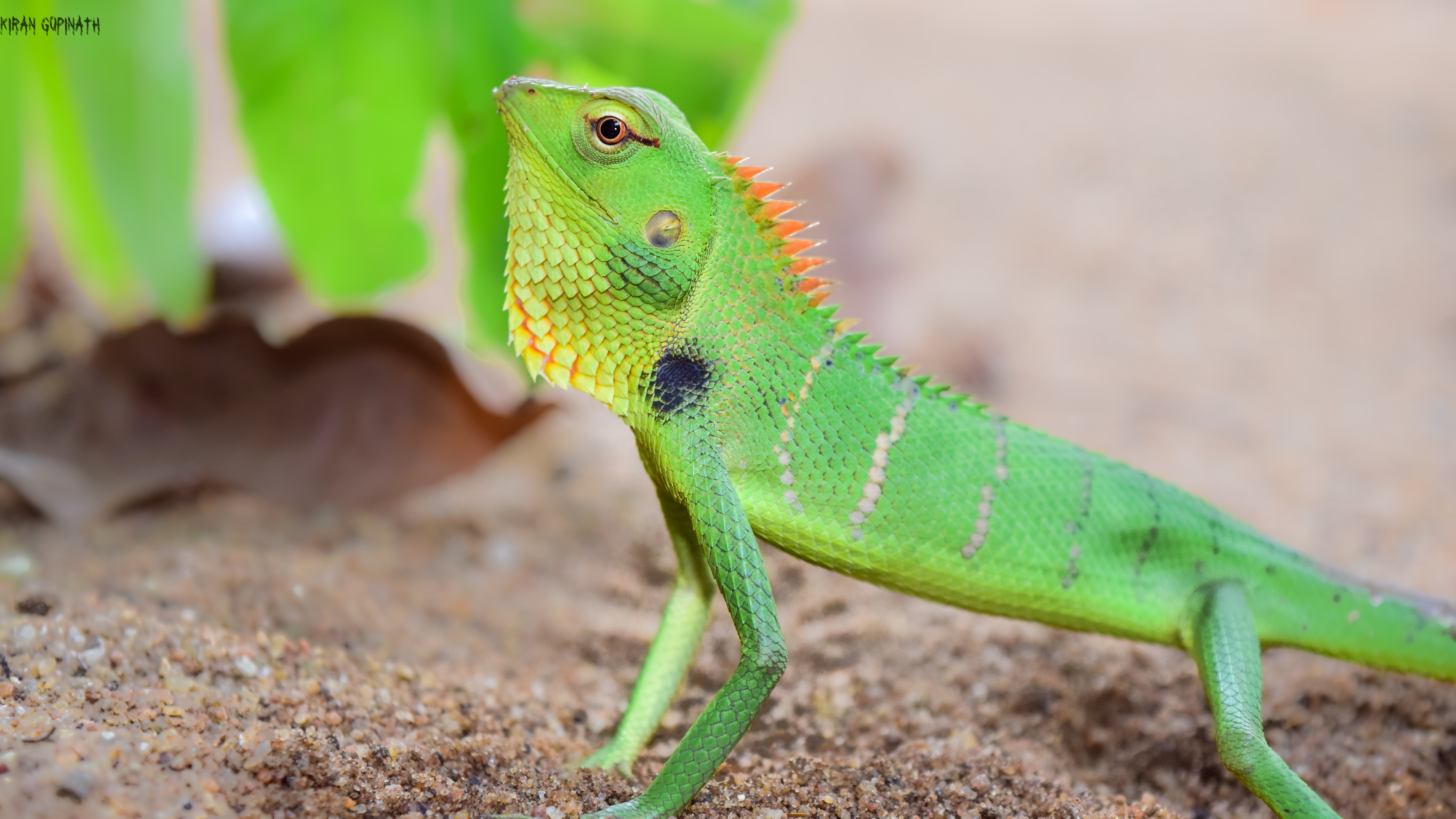 File:Chameleon (green).jpg - Wikimedia Commons