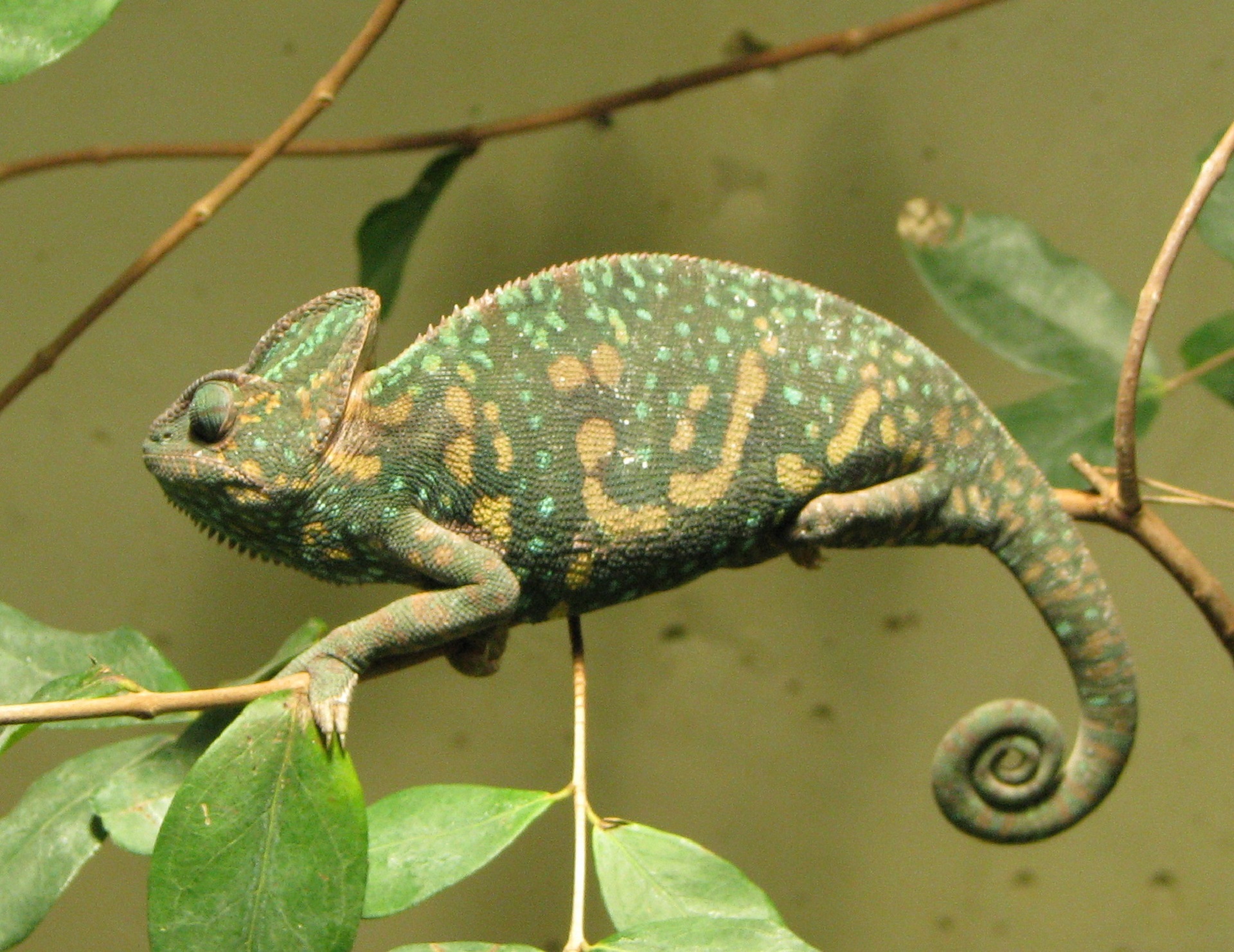 Green Chameleon, Animal, Chameleon, Green, Lizard, HQ Photo