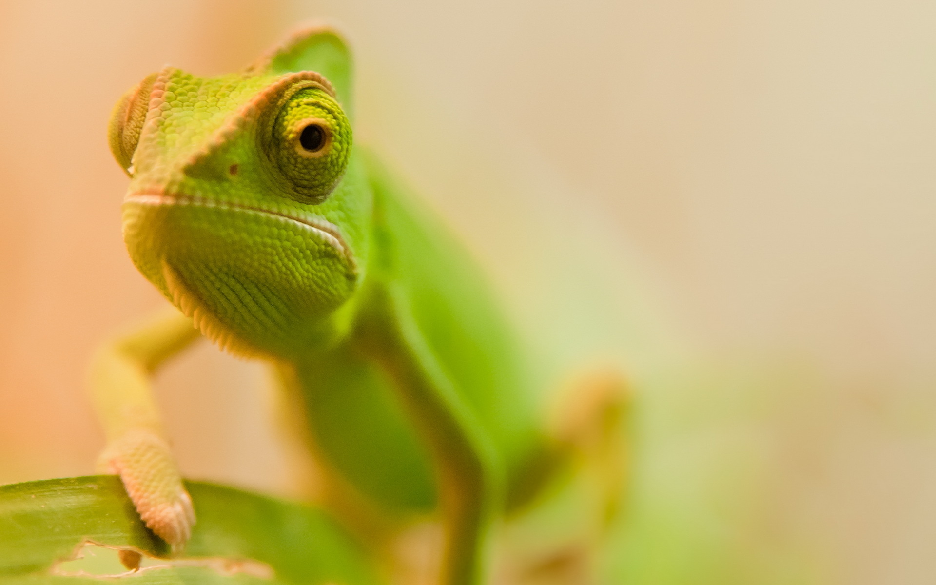 Green chameleon / 1920 x 1200 / Animals / Photography | MIRIADNA.COM